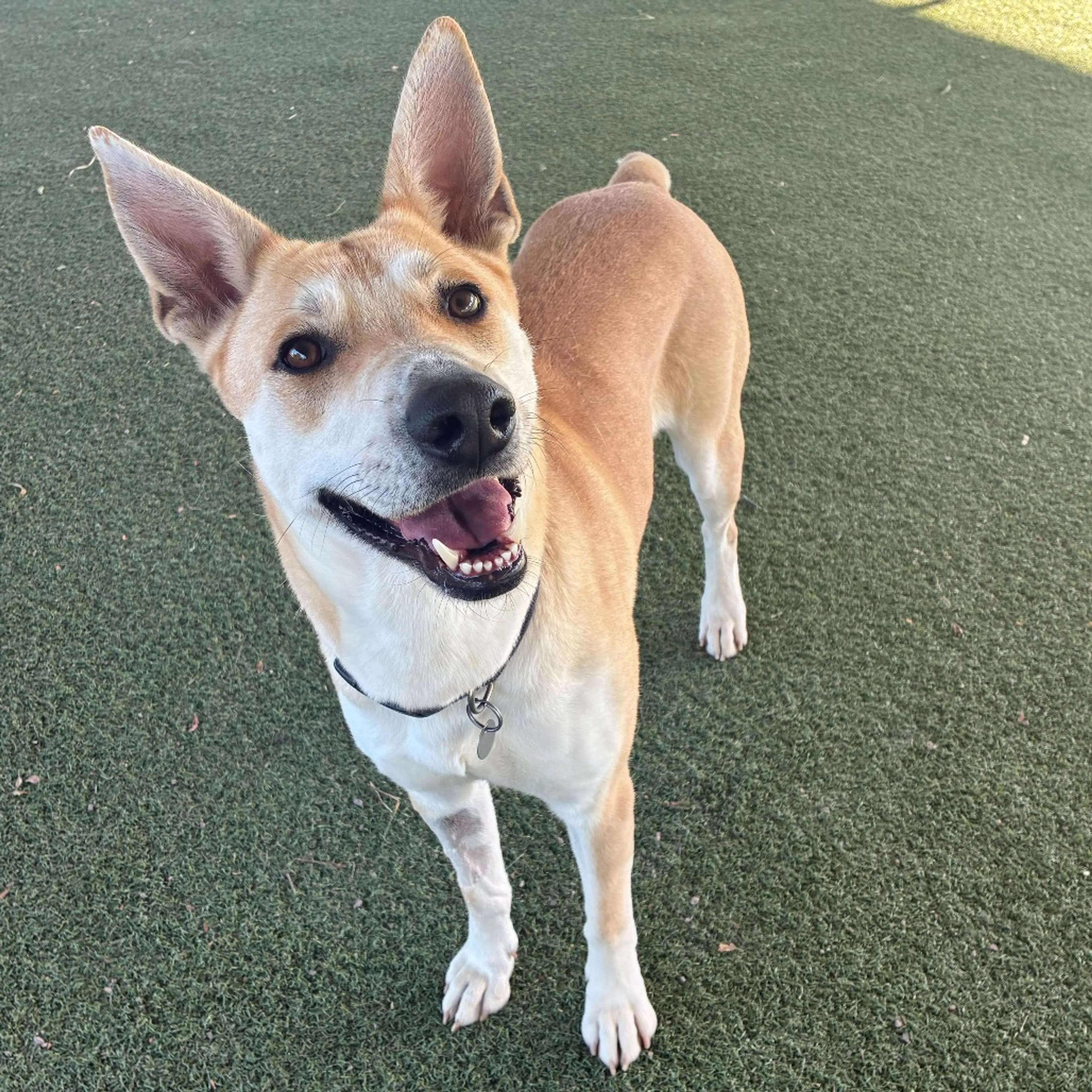 Found pet-1