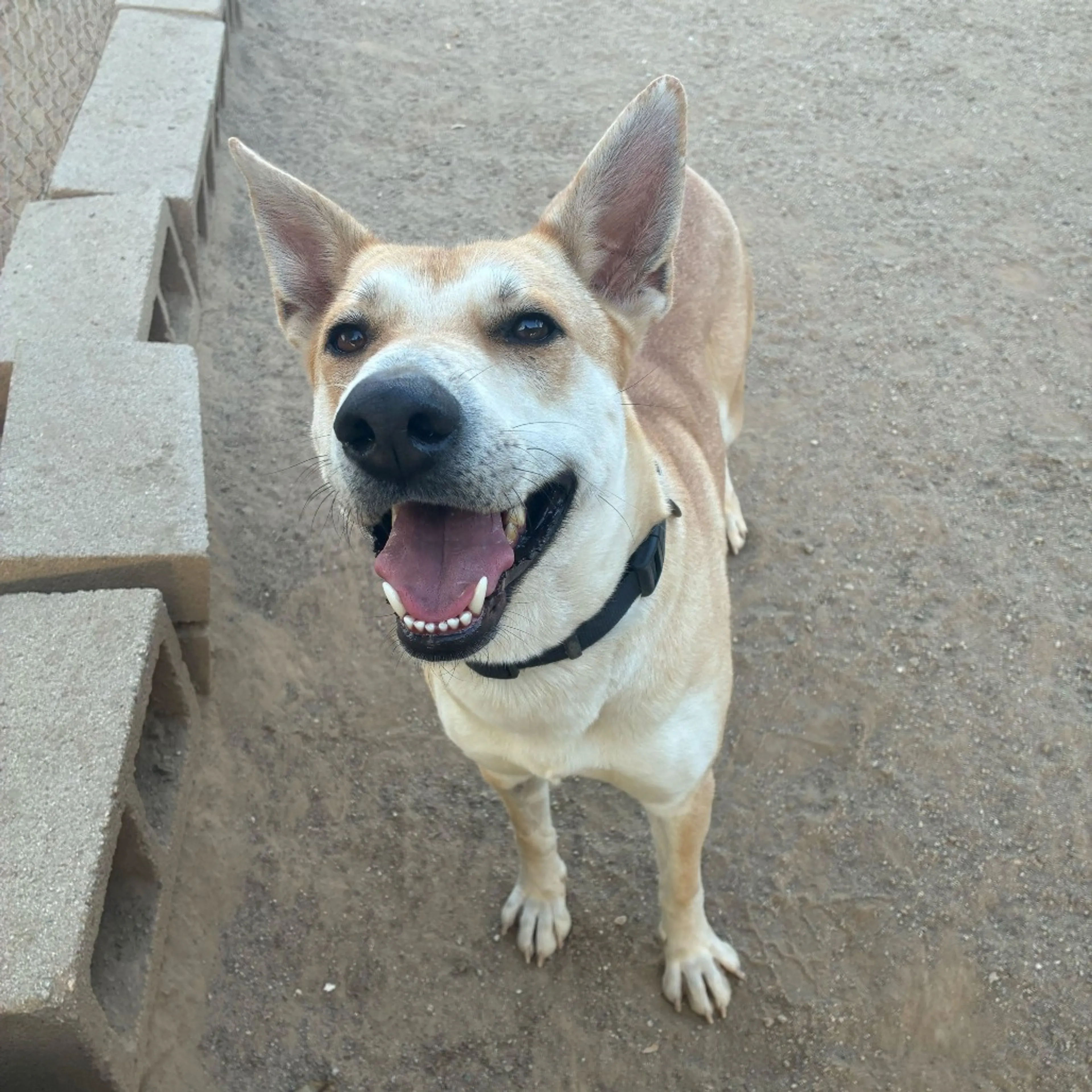 Found pet-8
