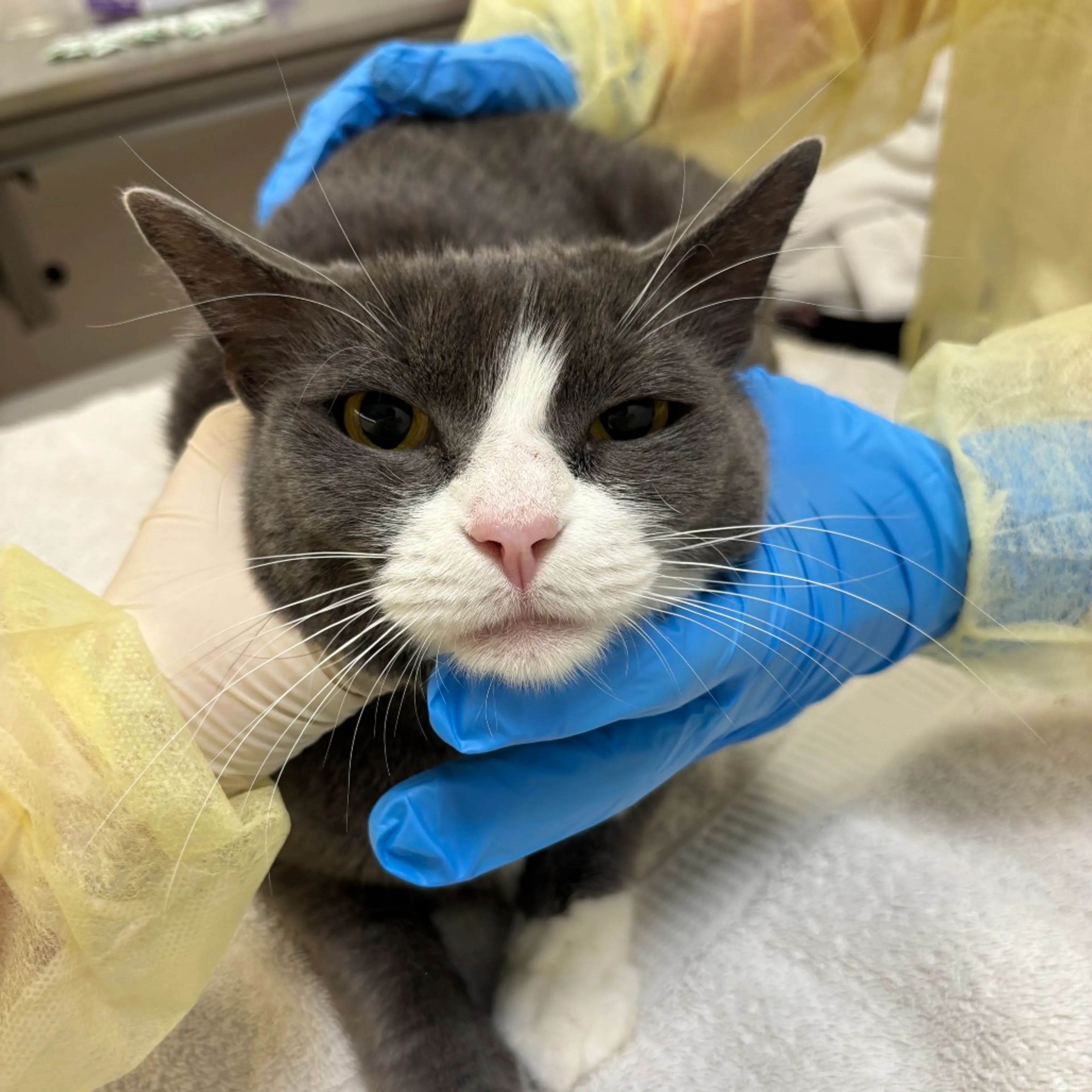 Found pet-1