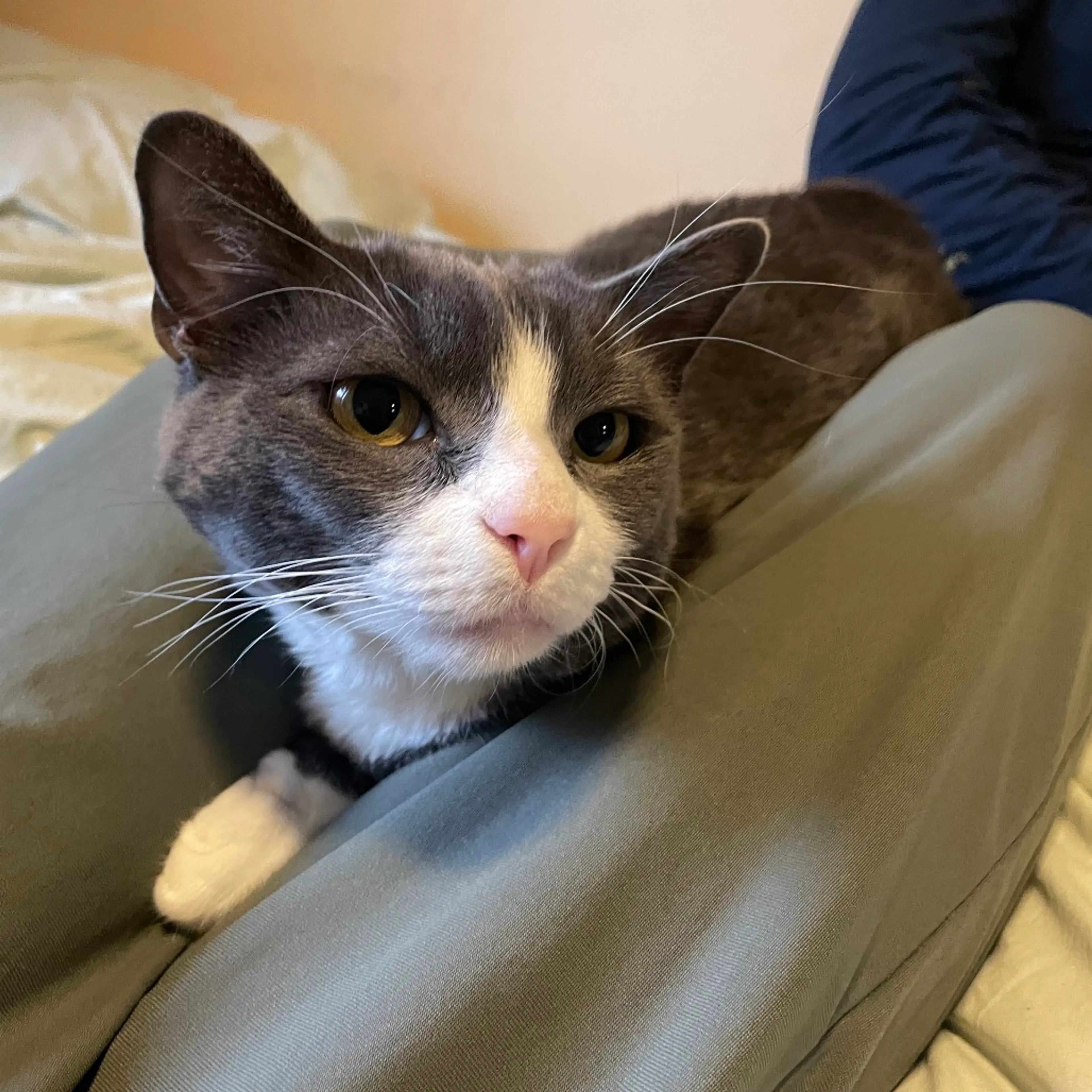 Found pet-2