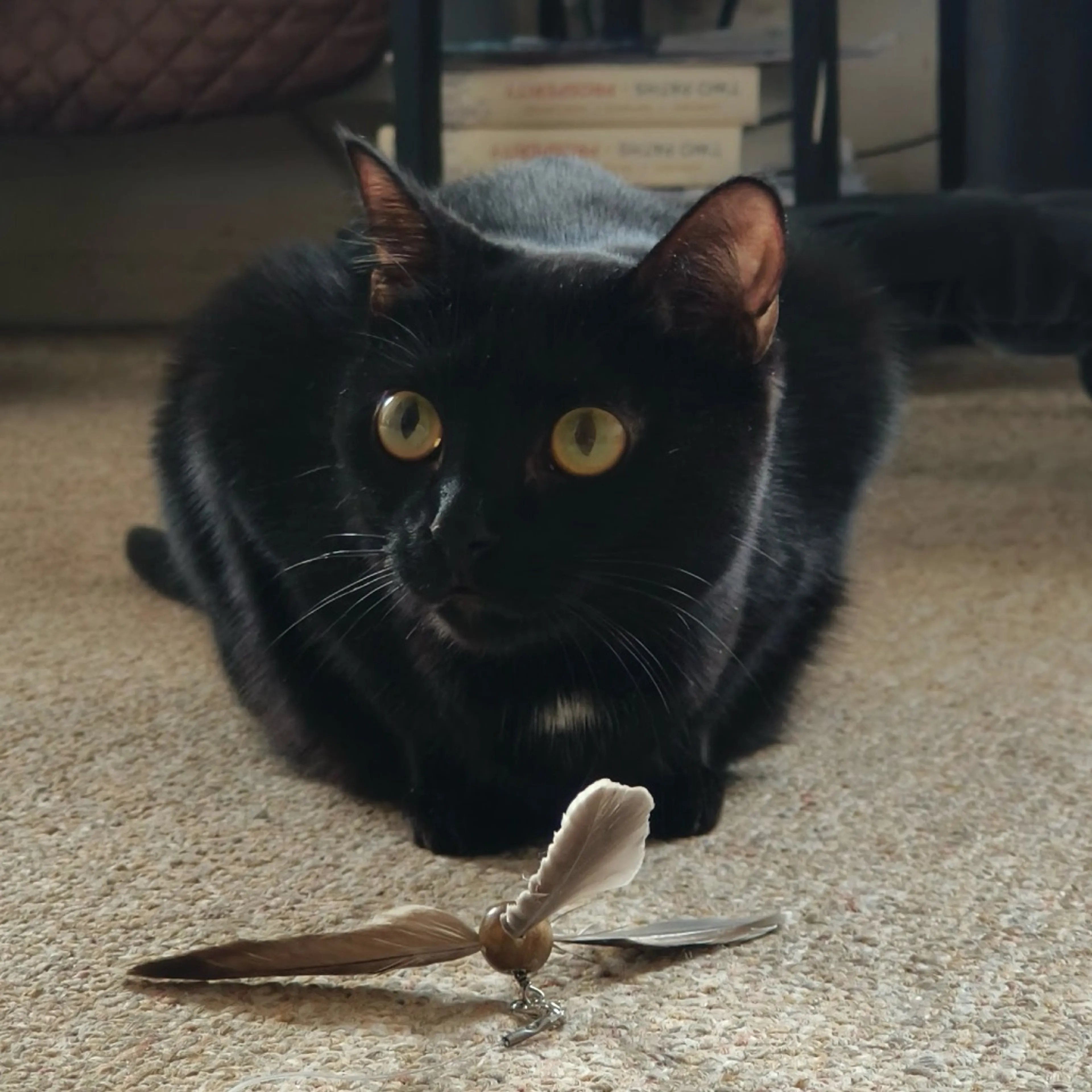 Found pet-0