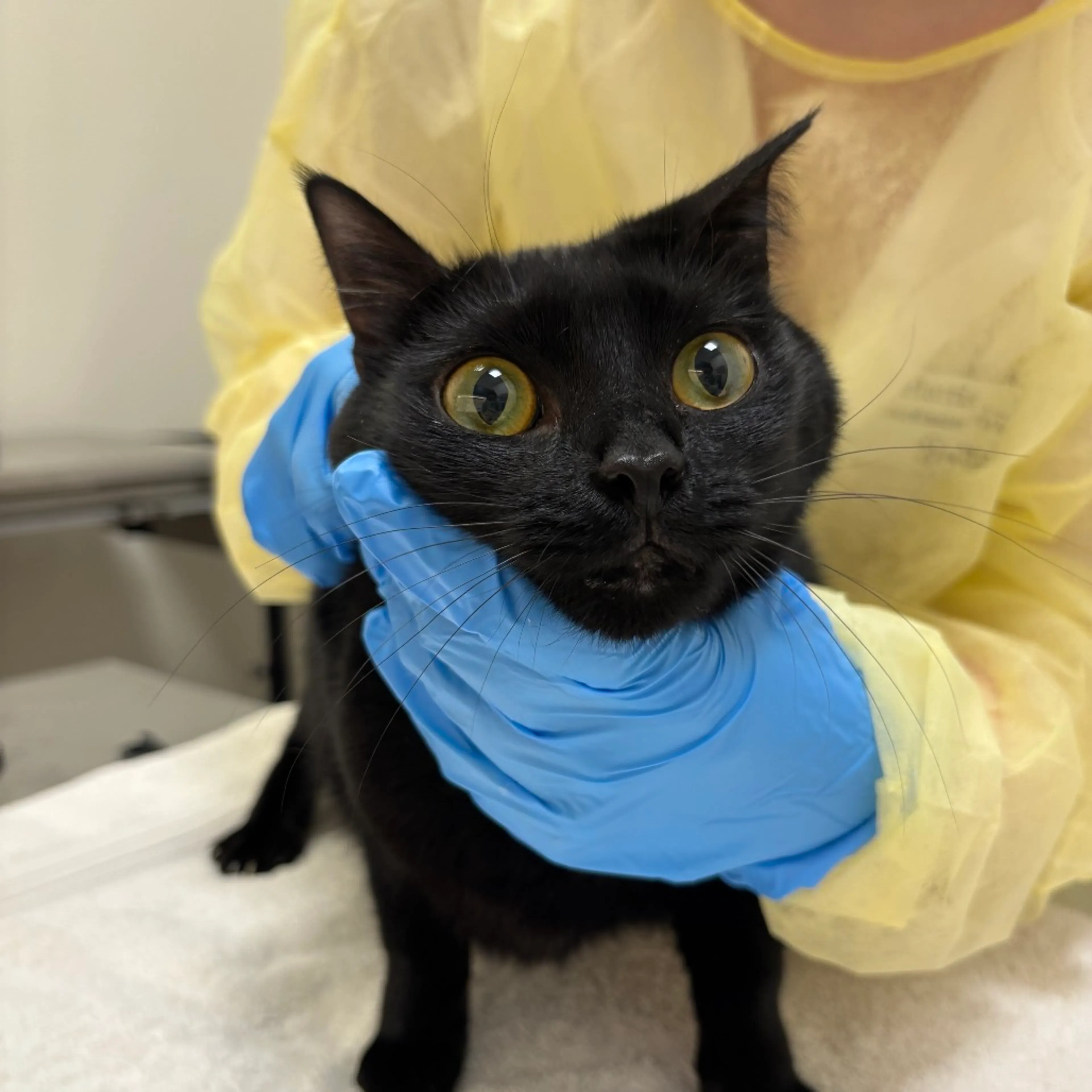 Found pet-1
