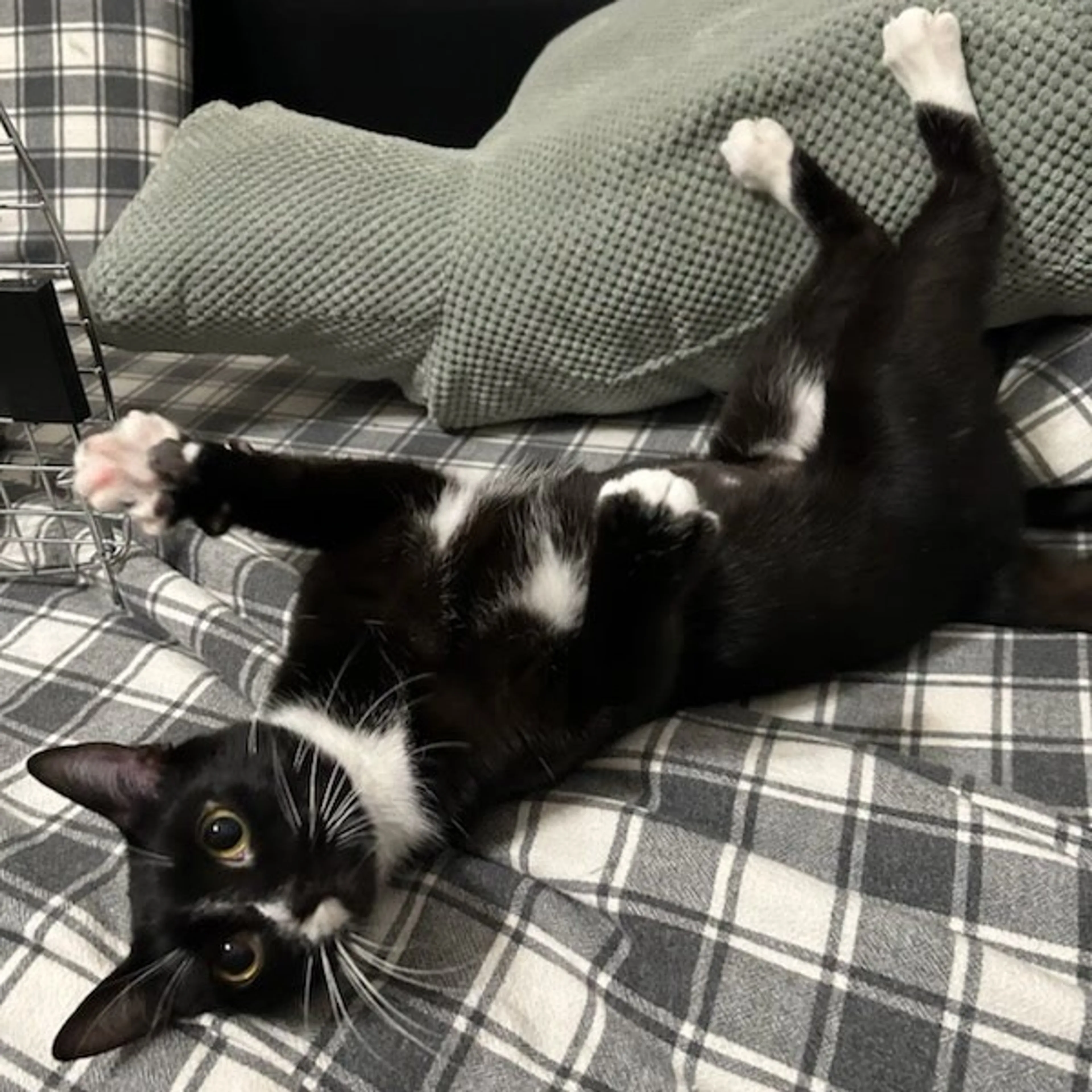 Found pet-0