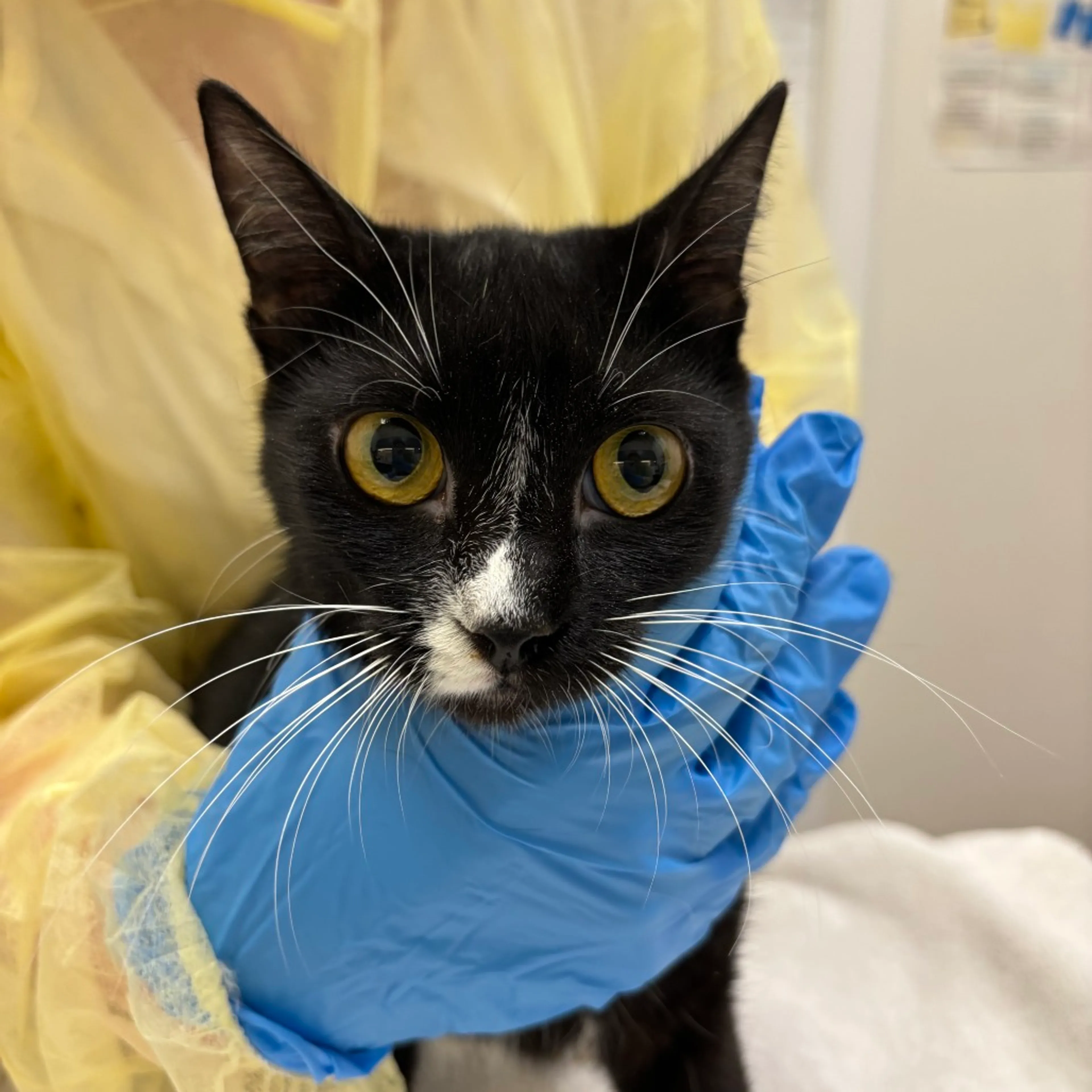 Found pet-1