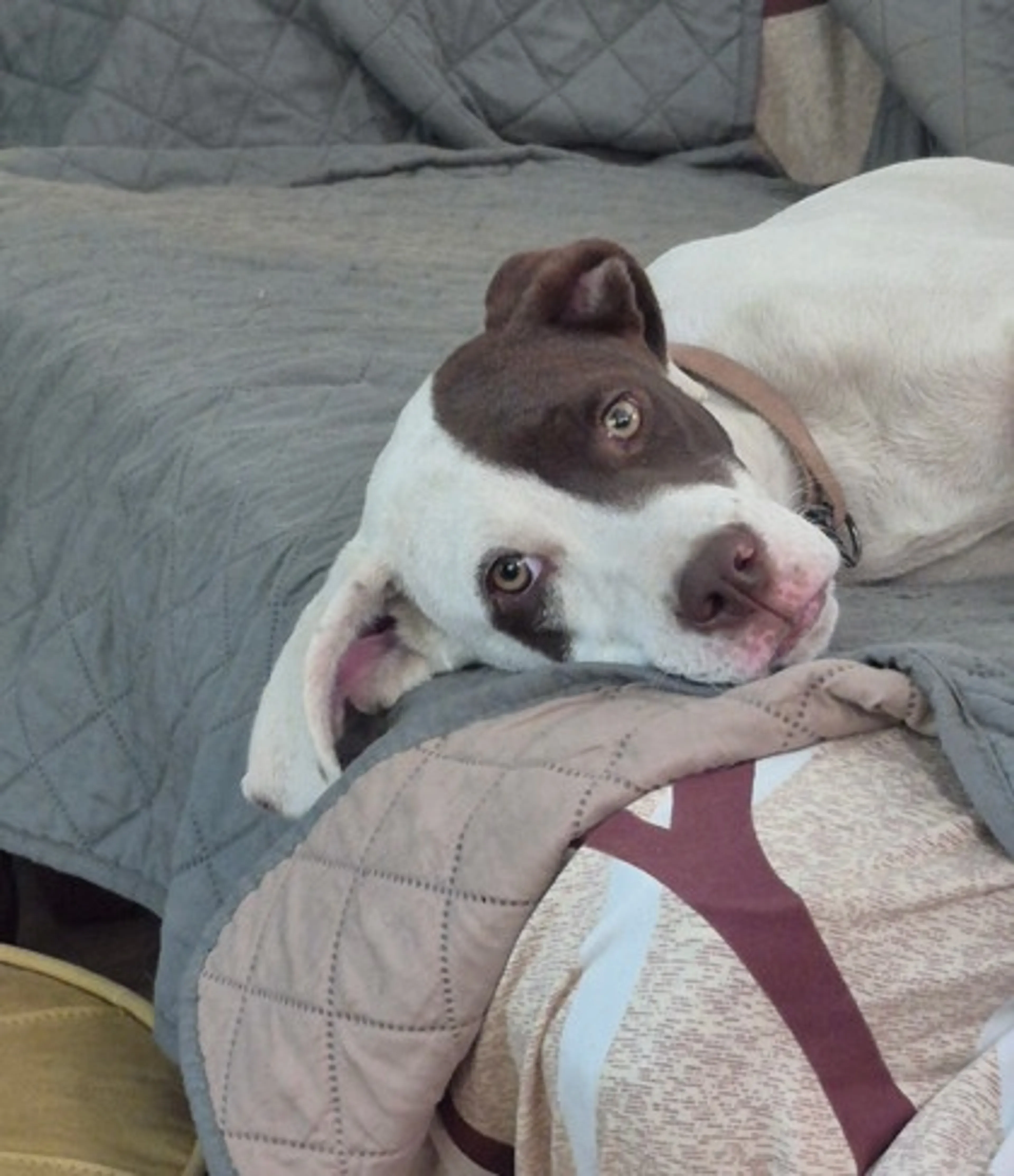 Found pet-1