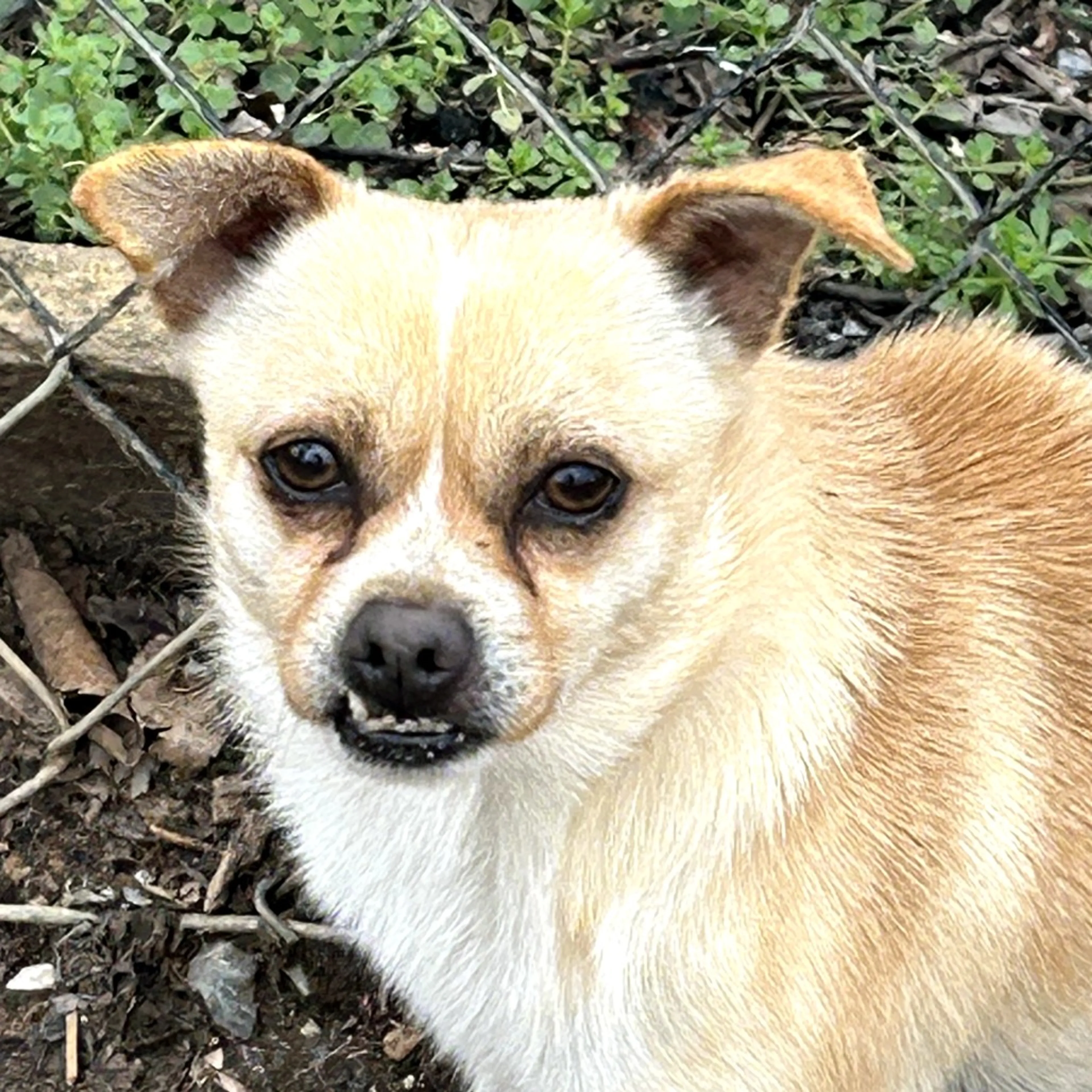 Found pet-5