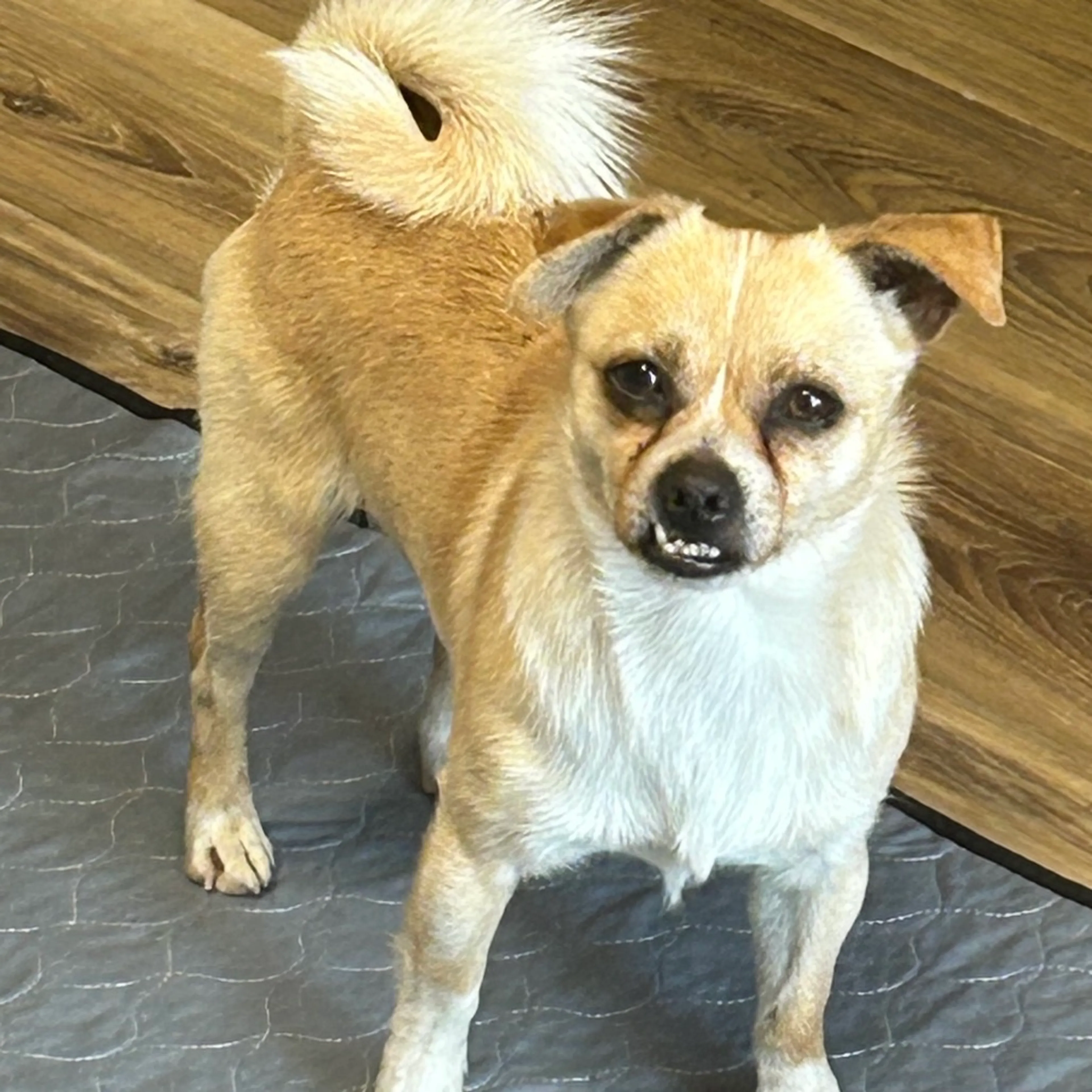 Found pet-6