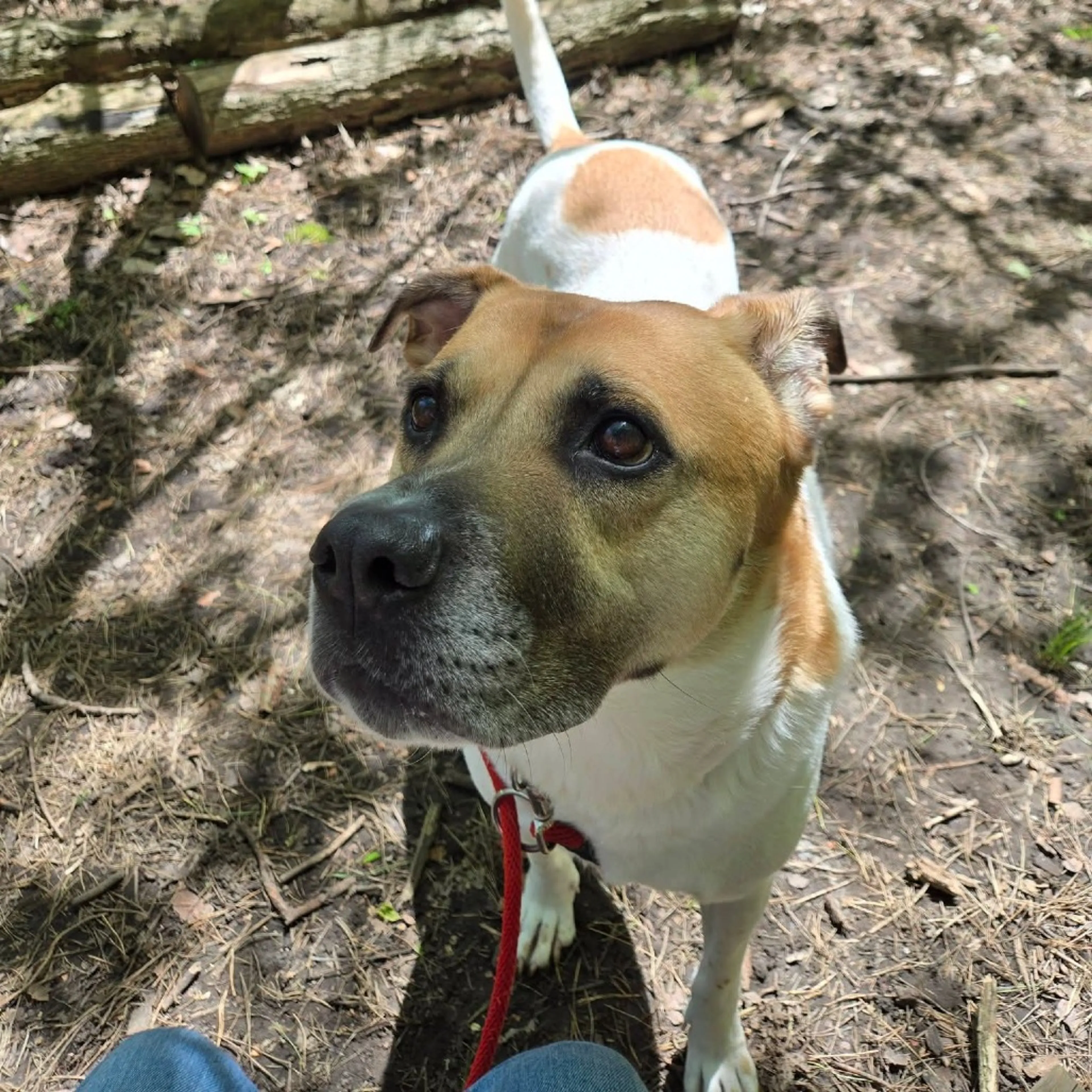 Found pet-2
