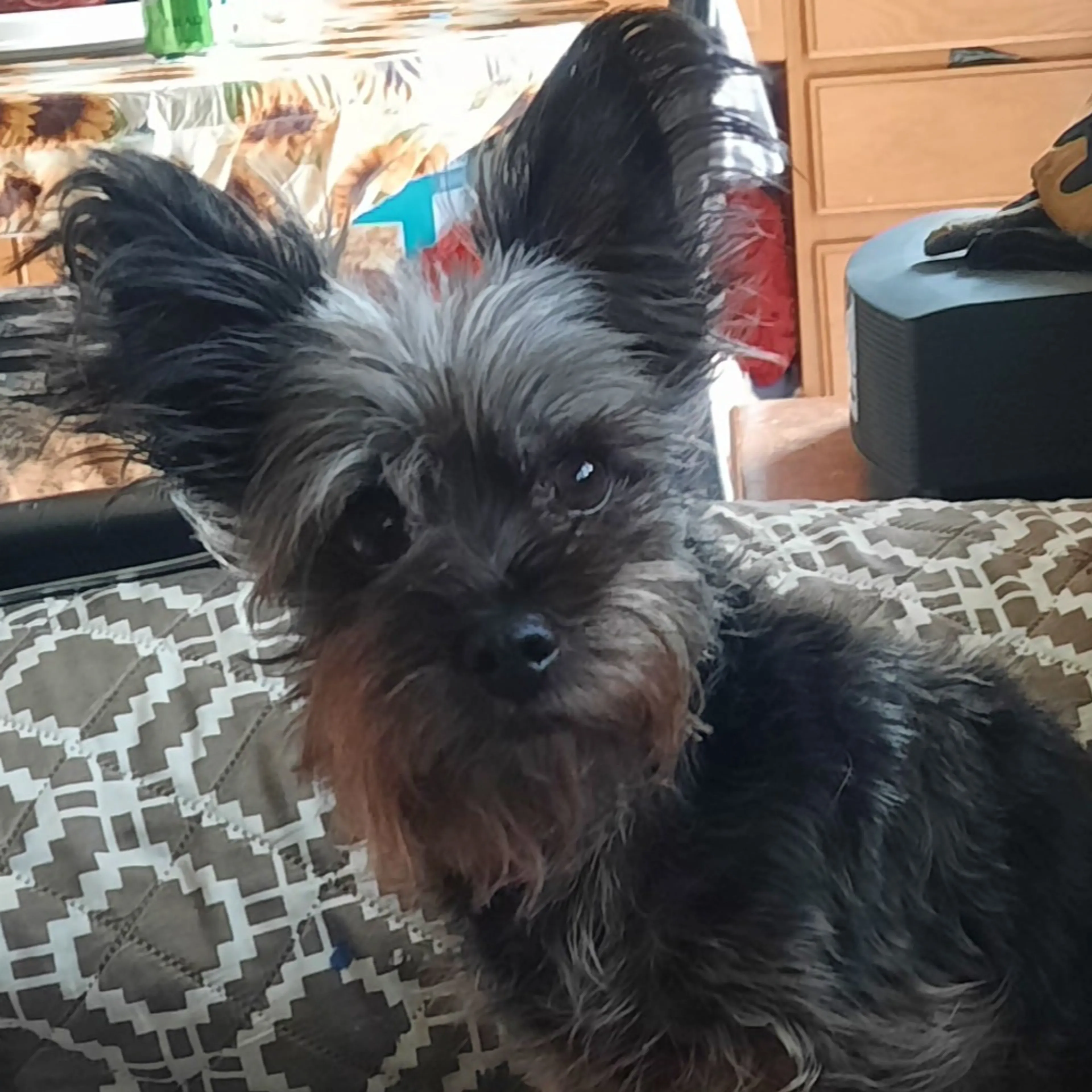 Lost pet-1