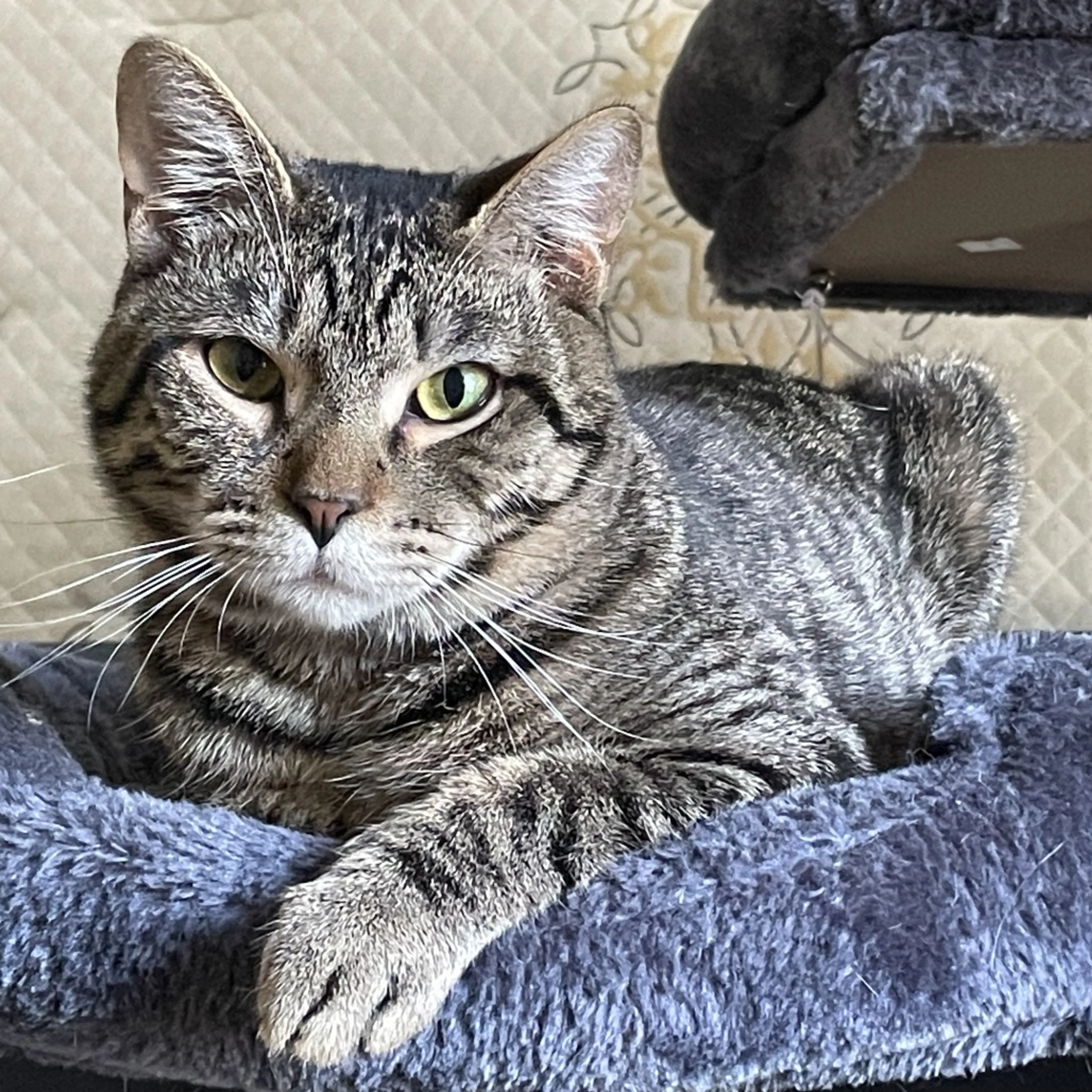 Found pet-3