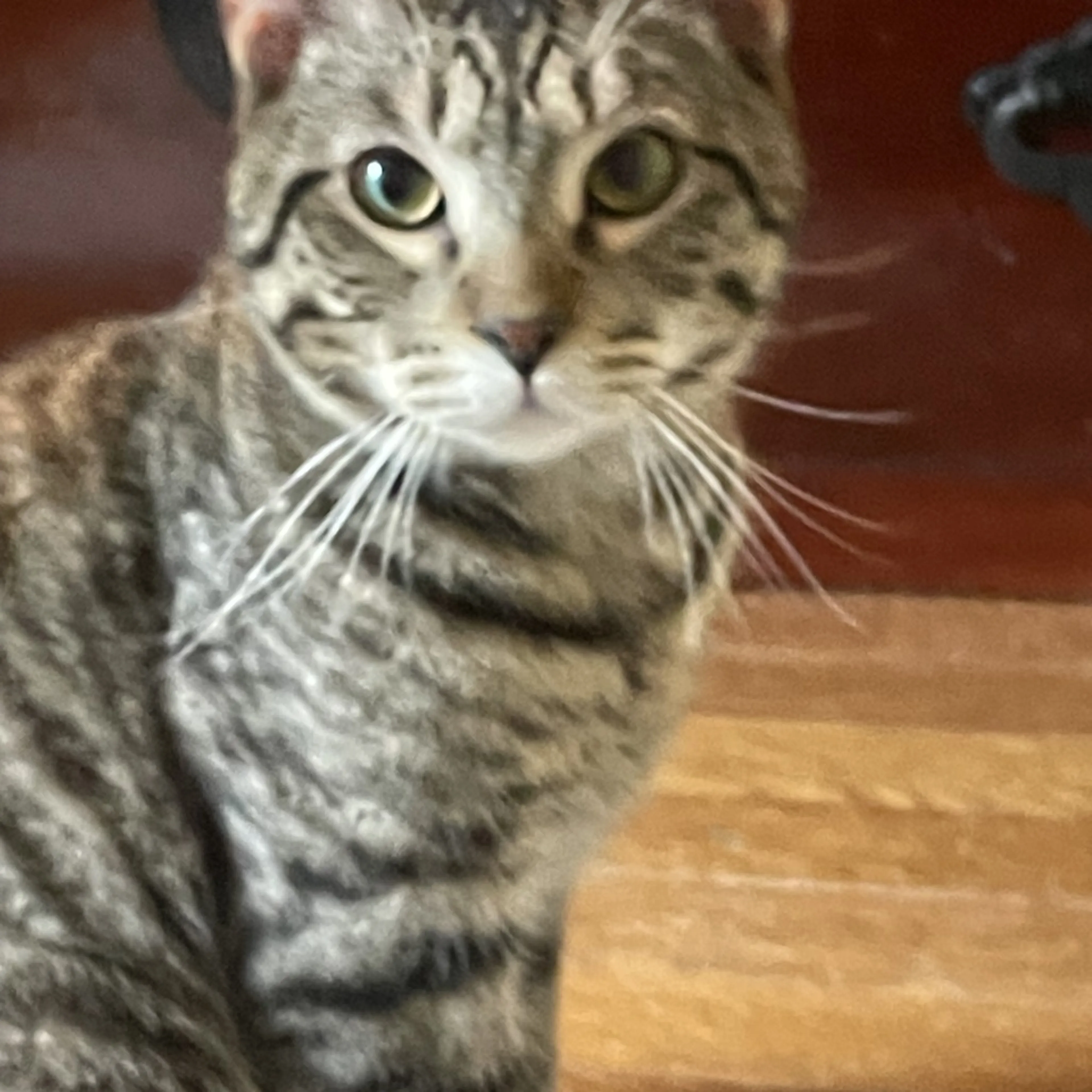 Found pet-2