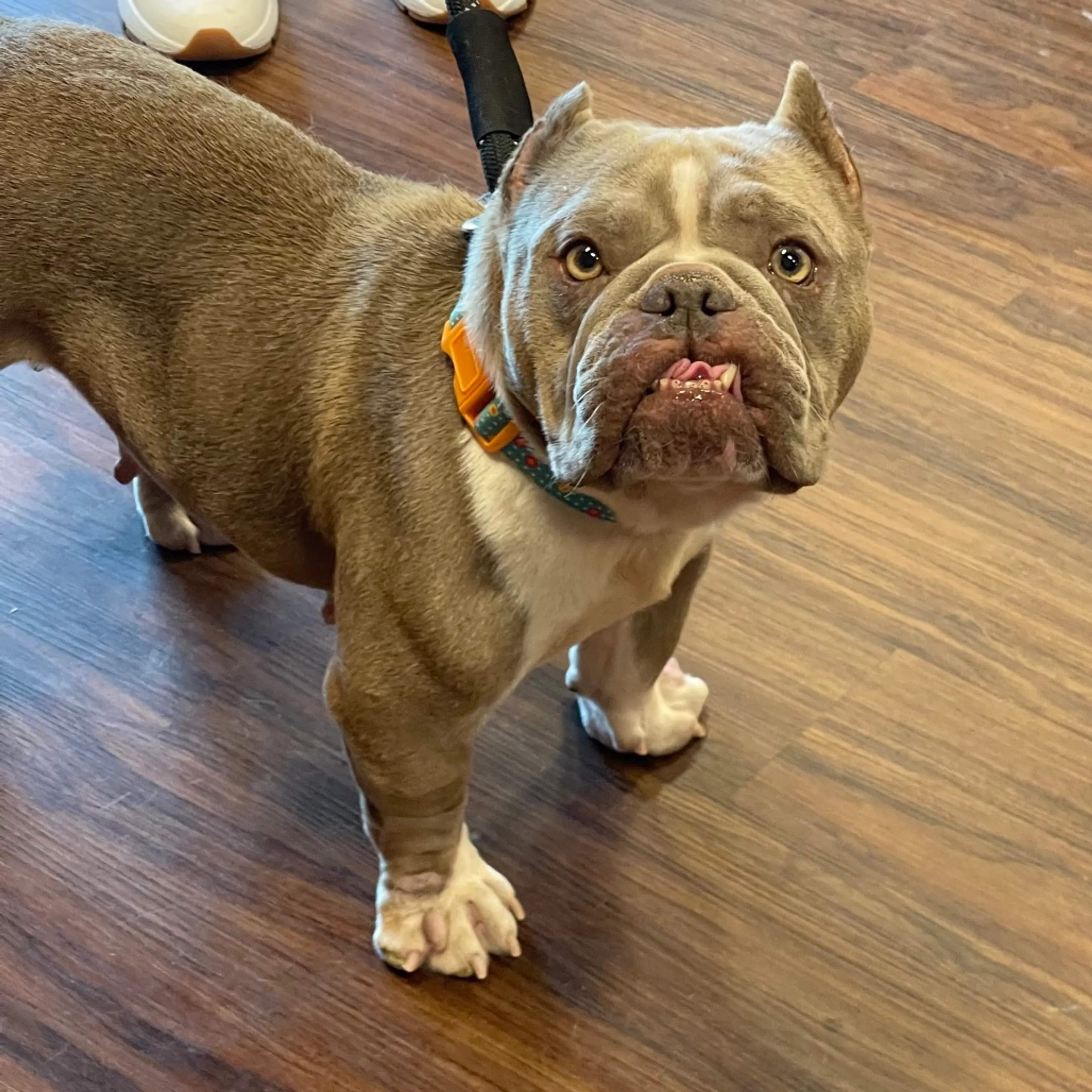 Found pet-20
