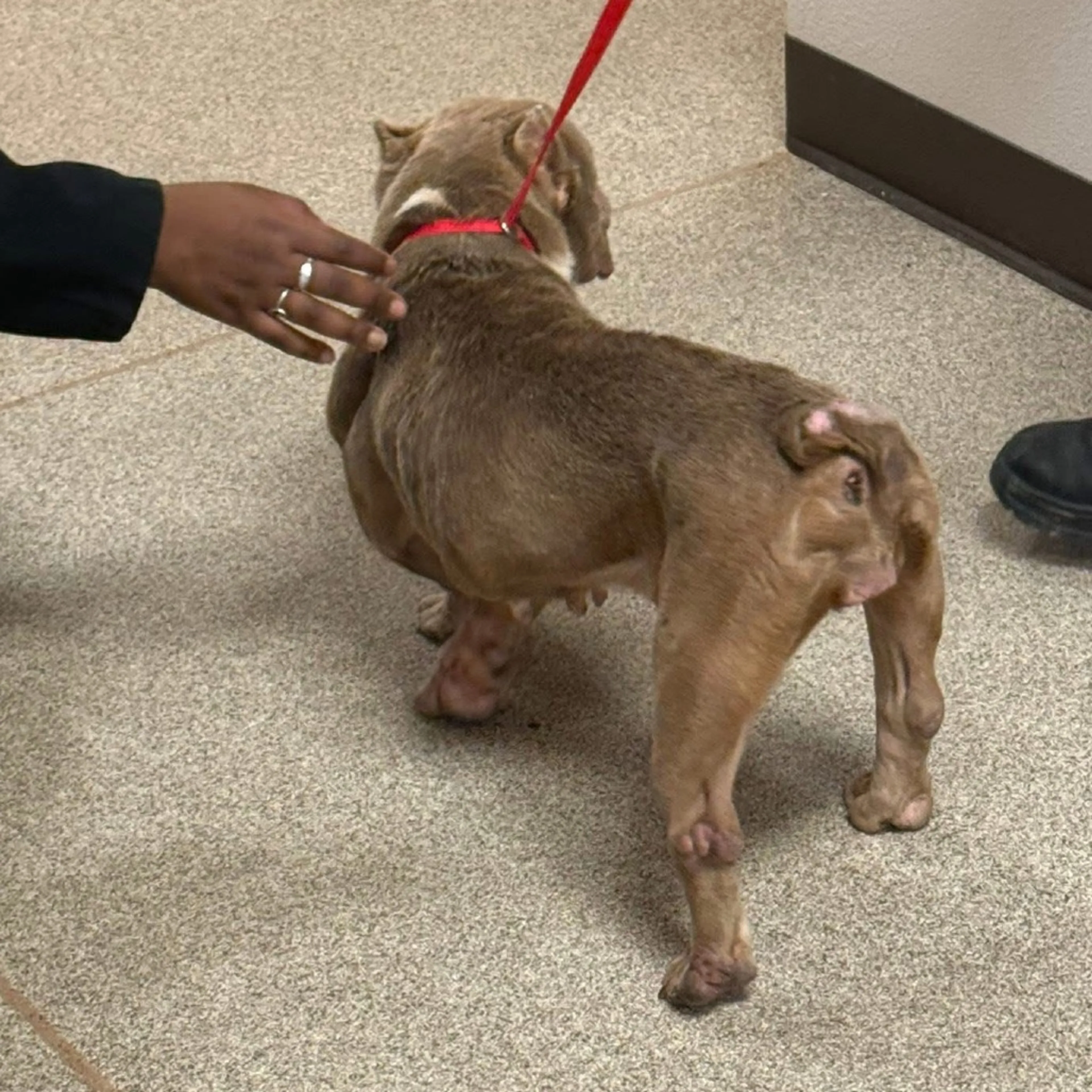 Found pet-3