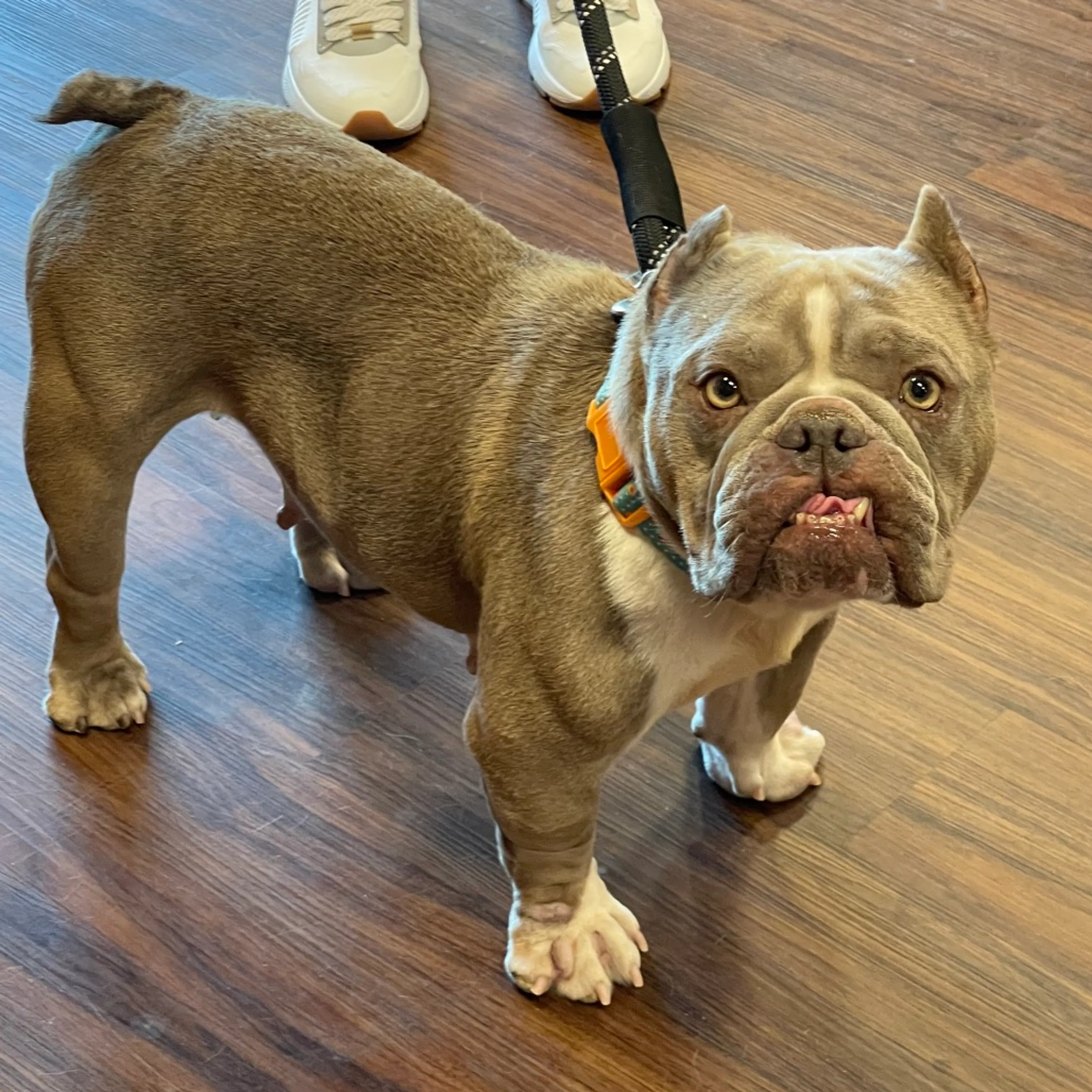Found pet-22