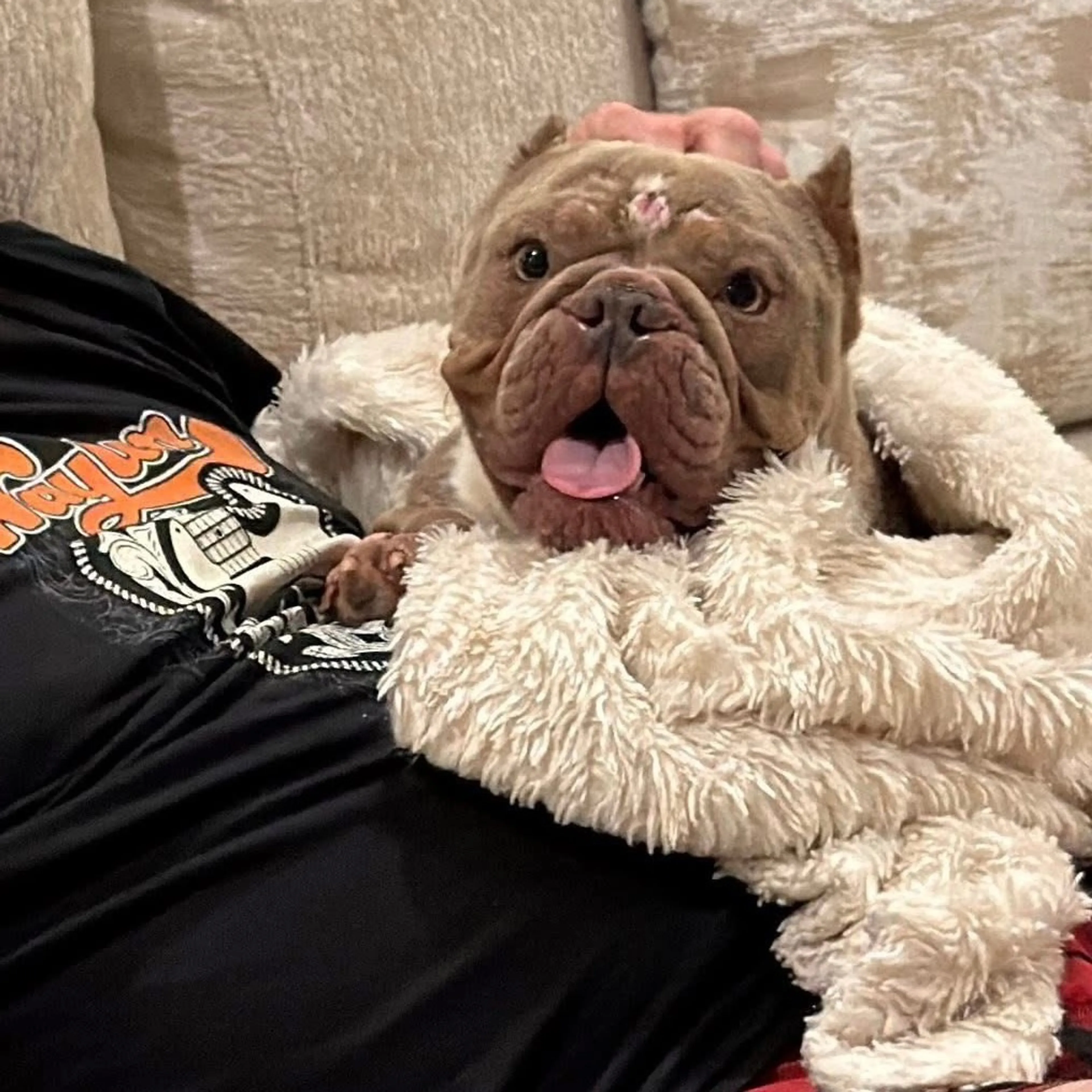 Found pet-7
