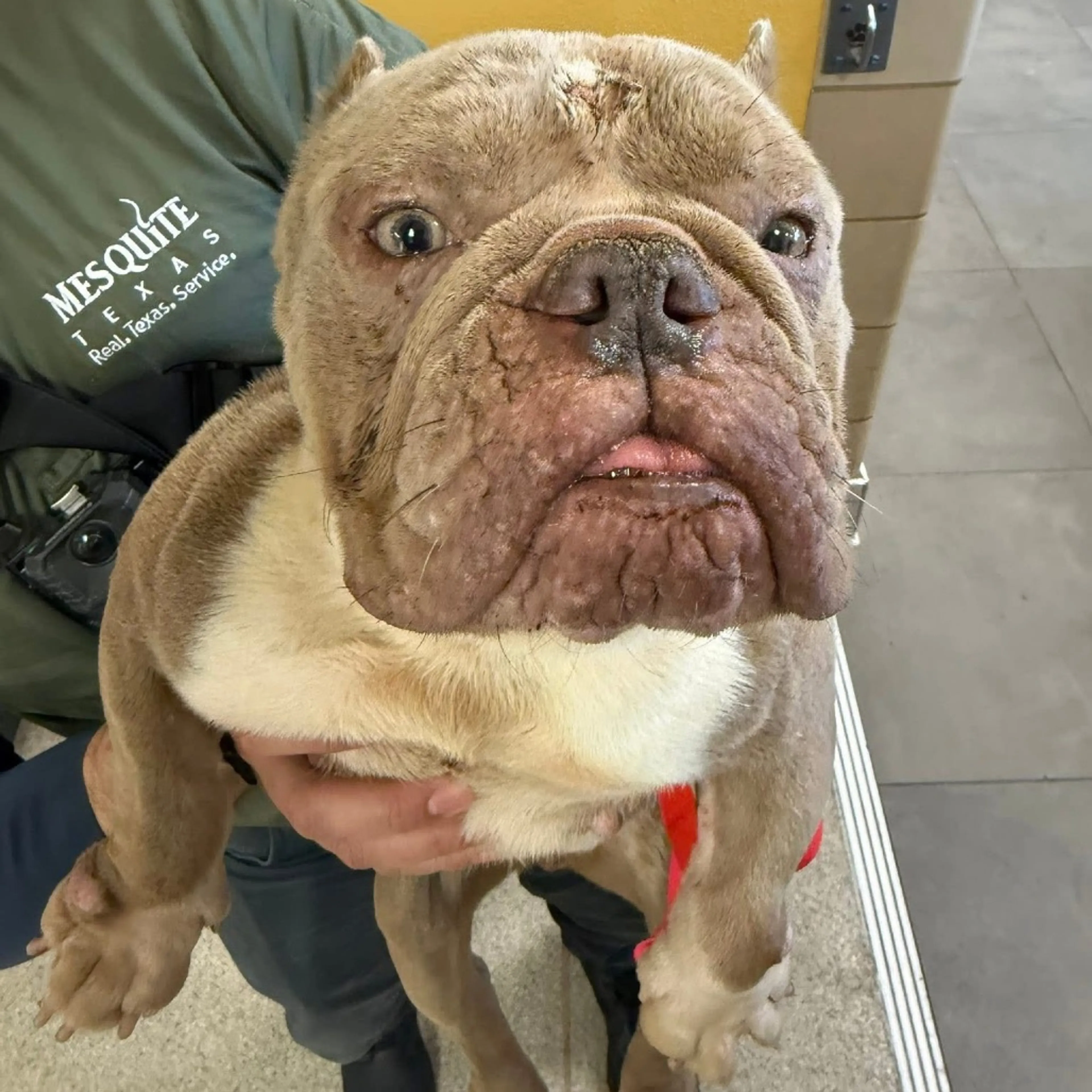 Found pet-1