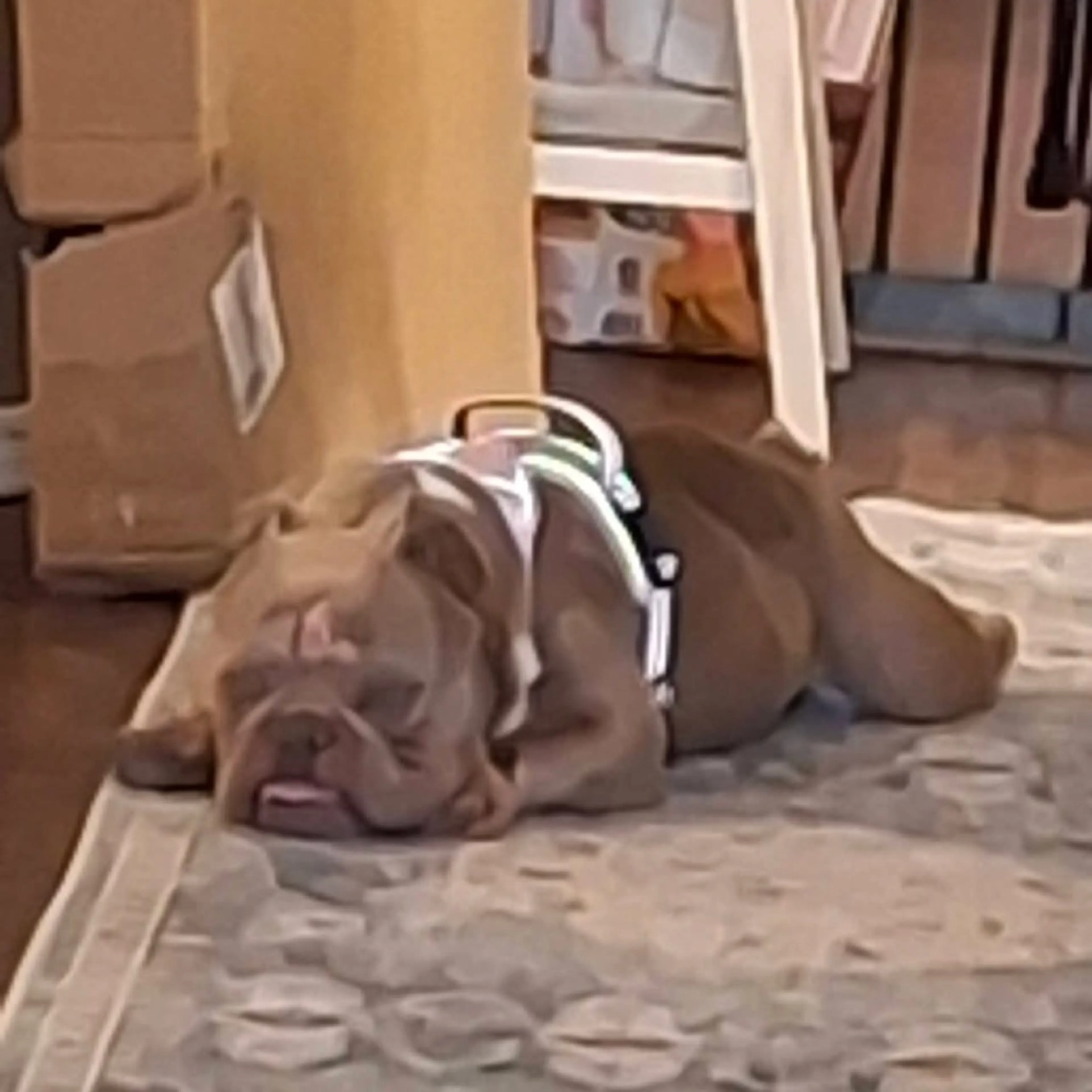 Found pet-10
