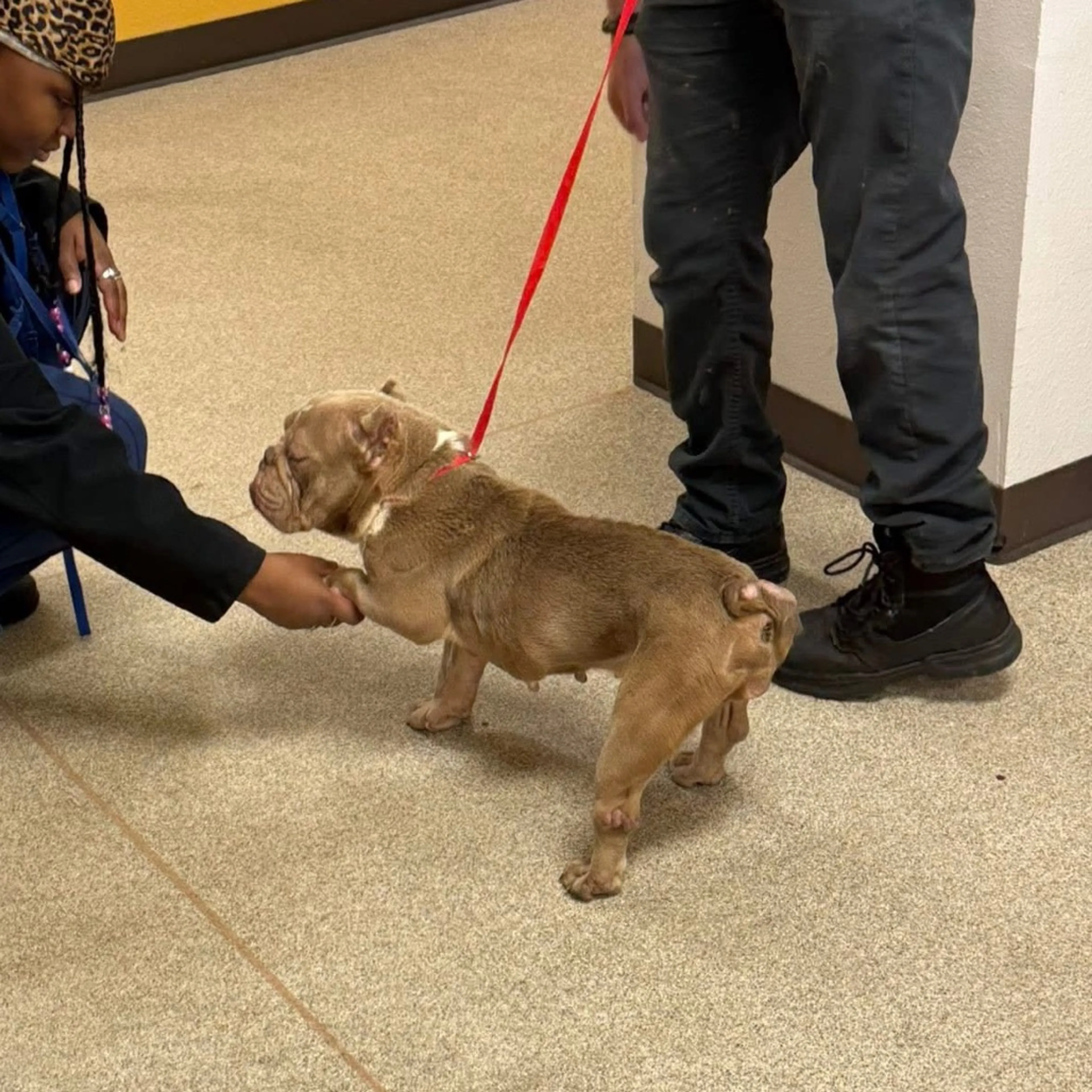 Found pet-5