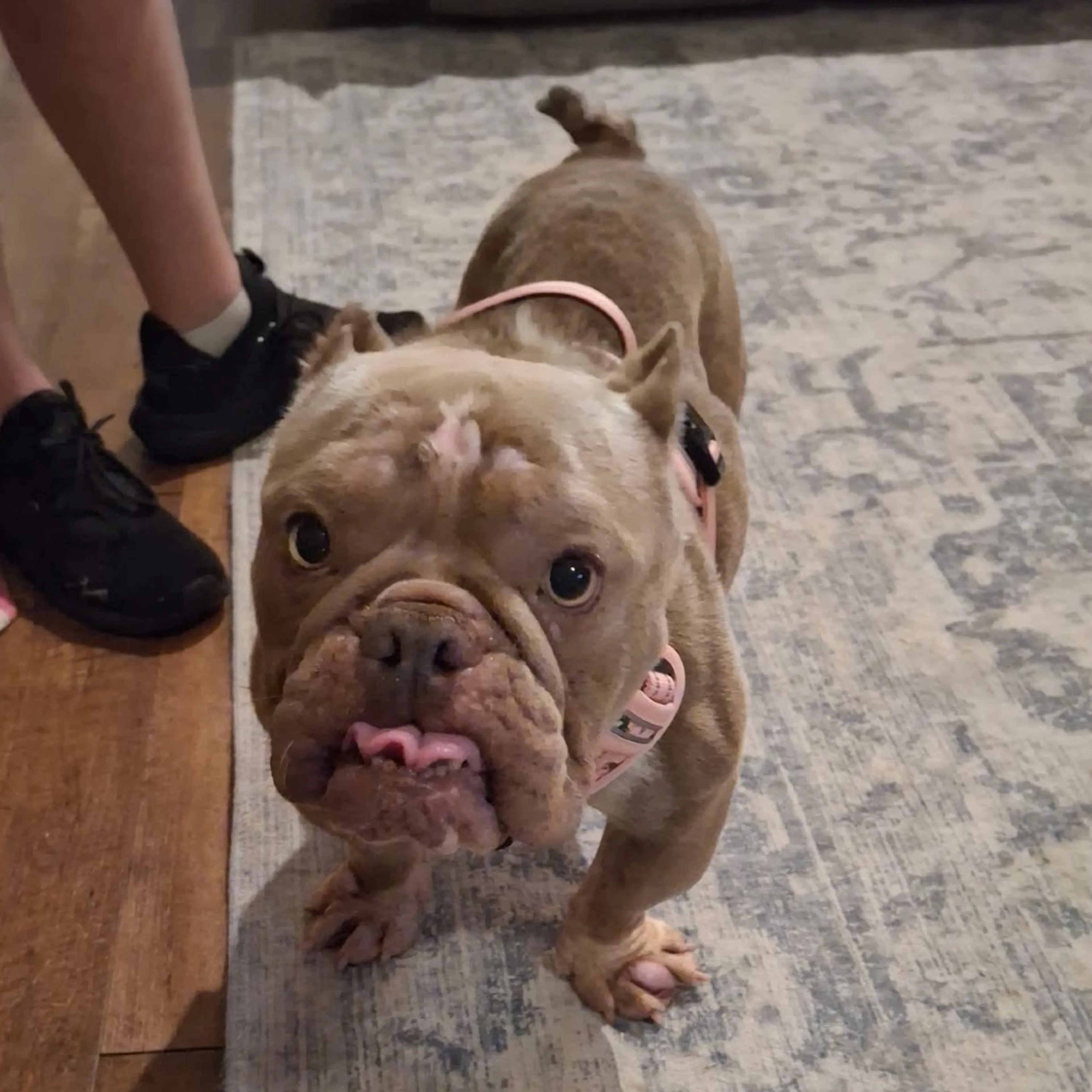 Found pet-8