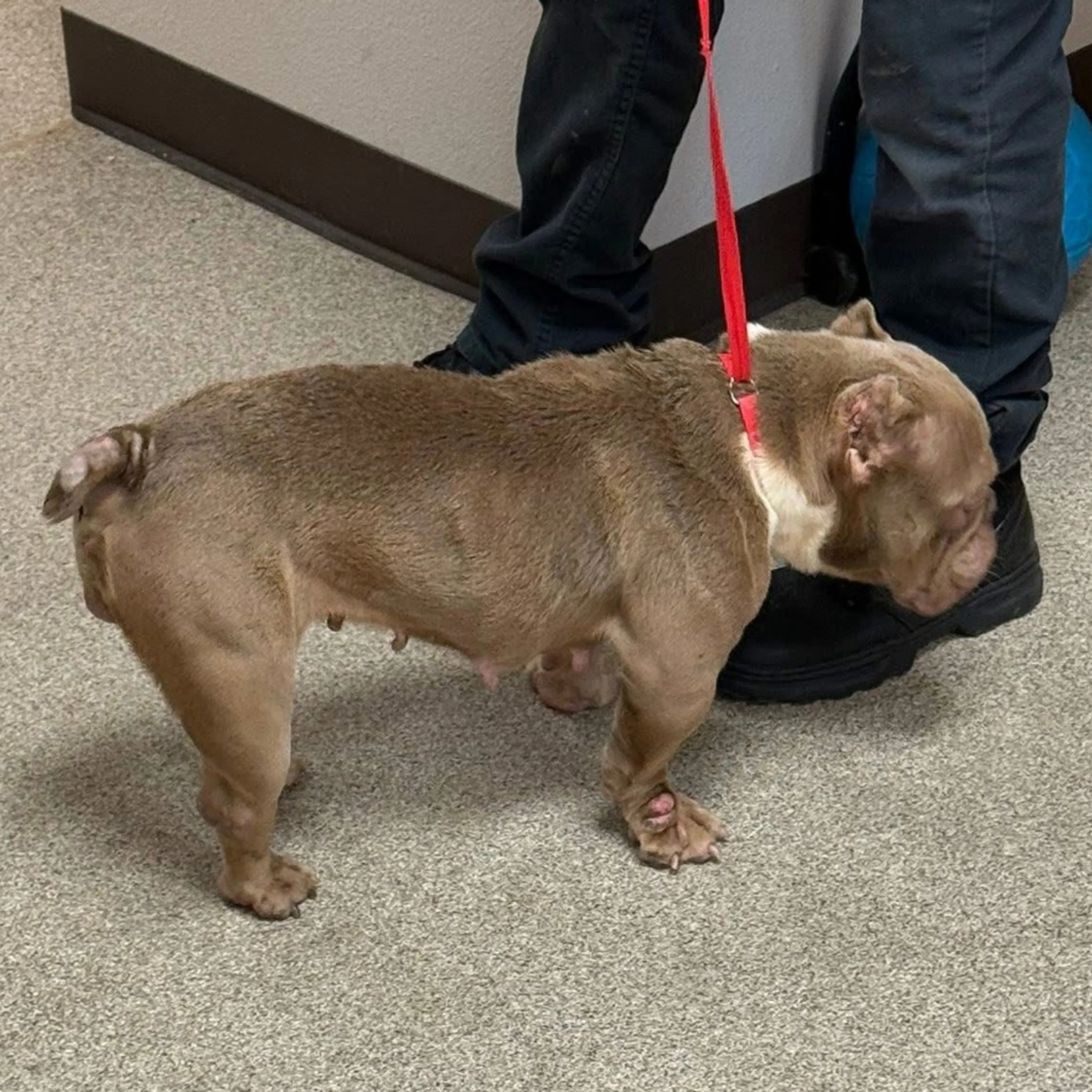 Found pet-2