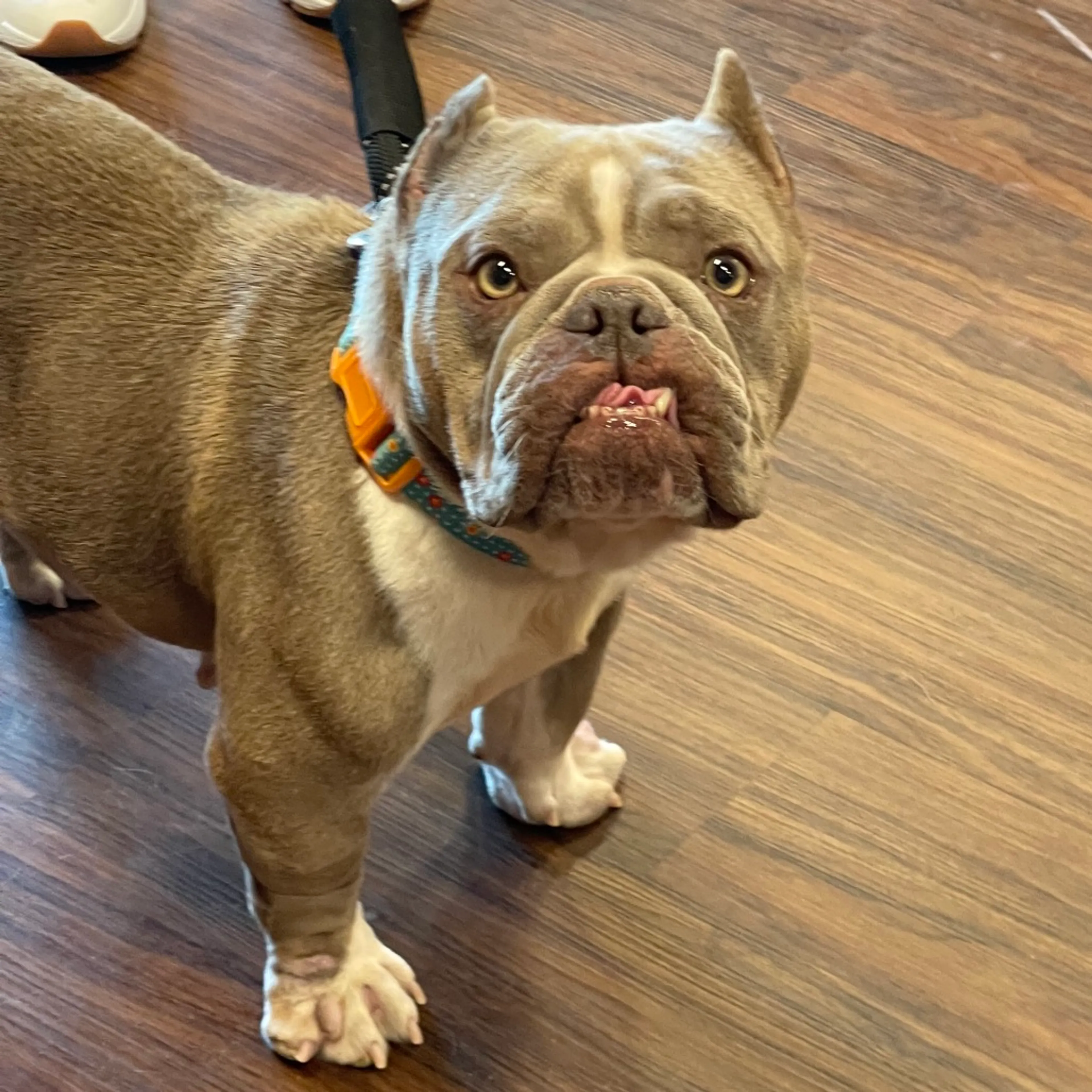 Found pet-21