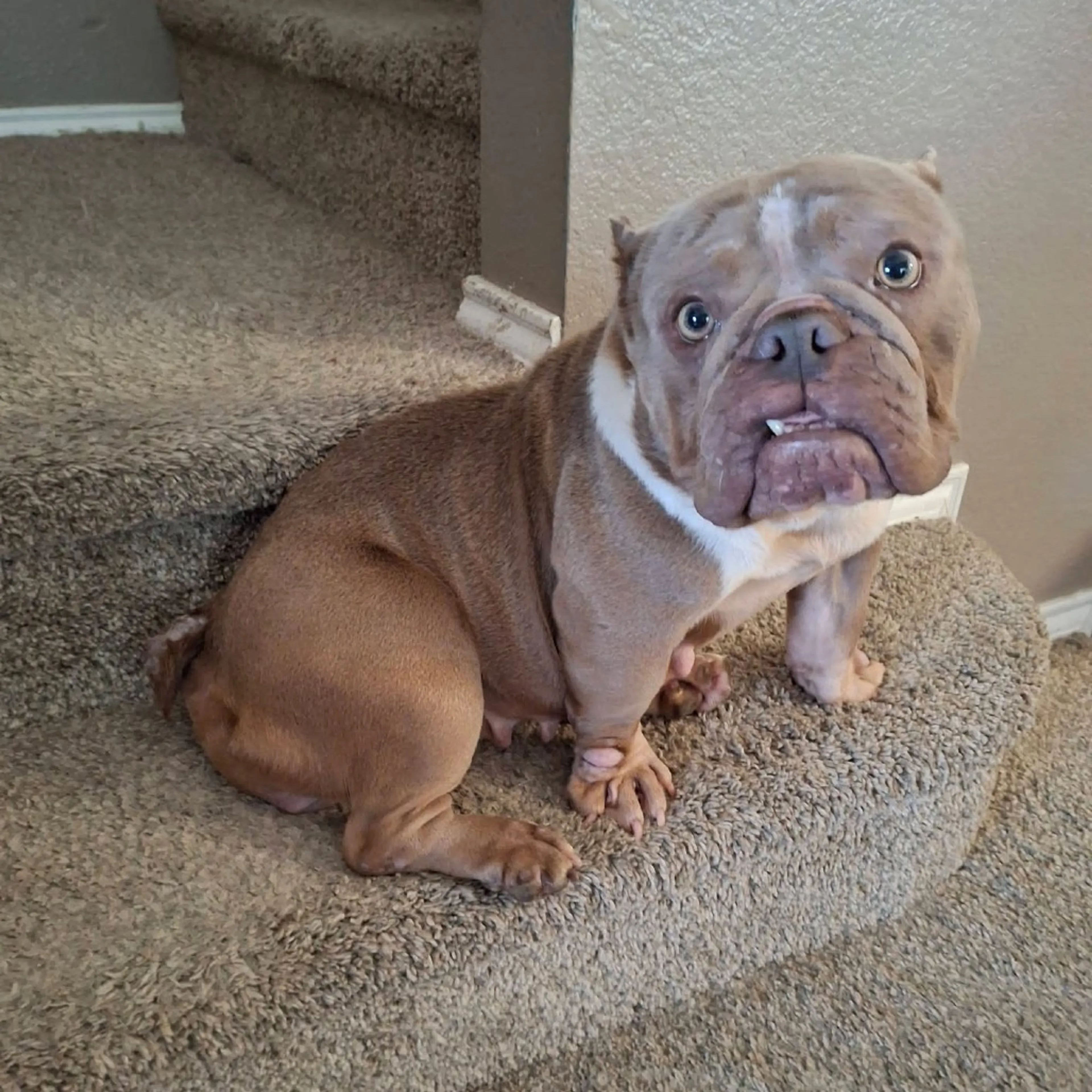 Found pet-11