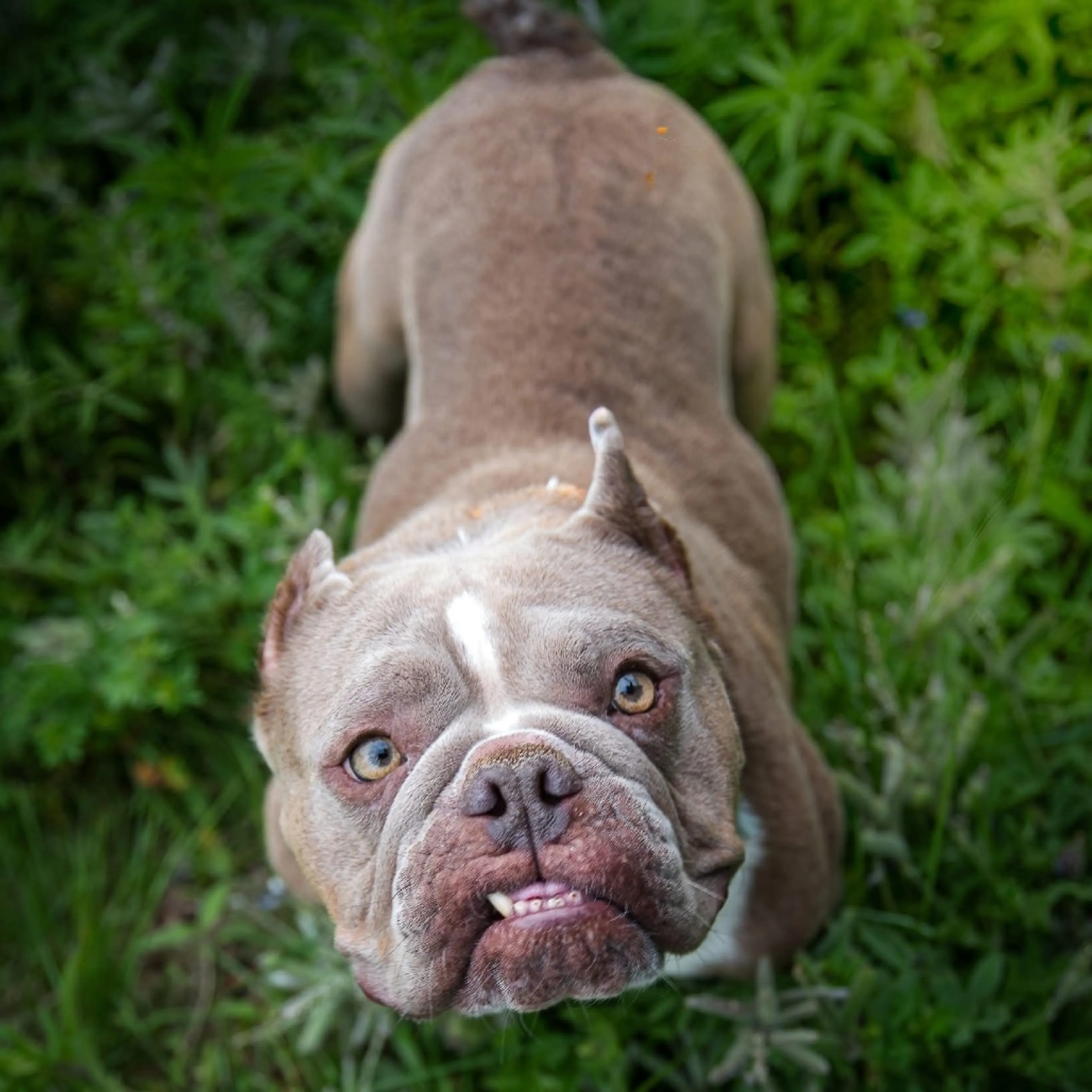 Found pet-18