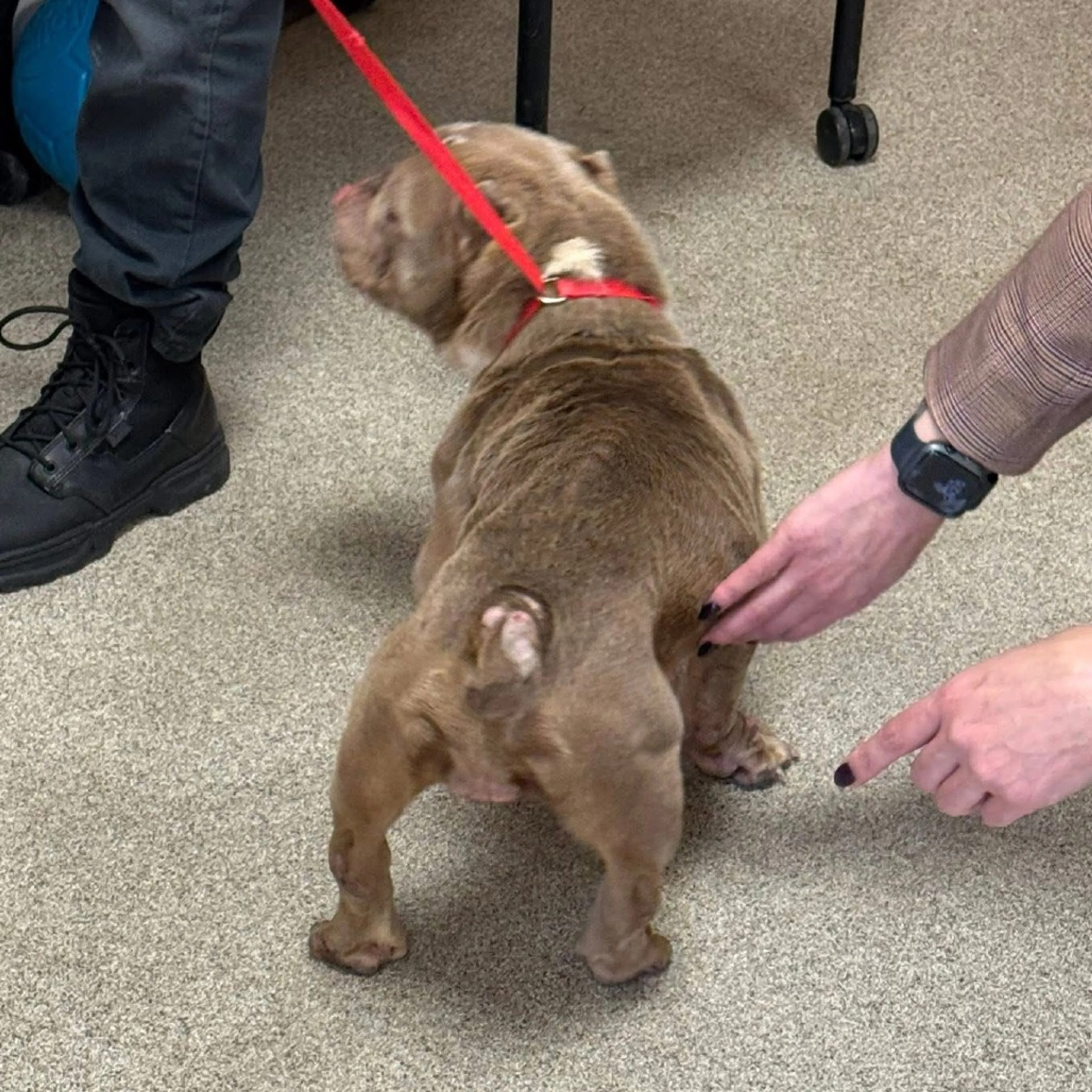 Found pet-4