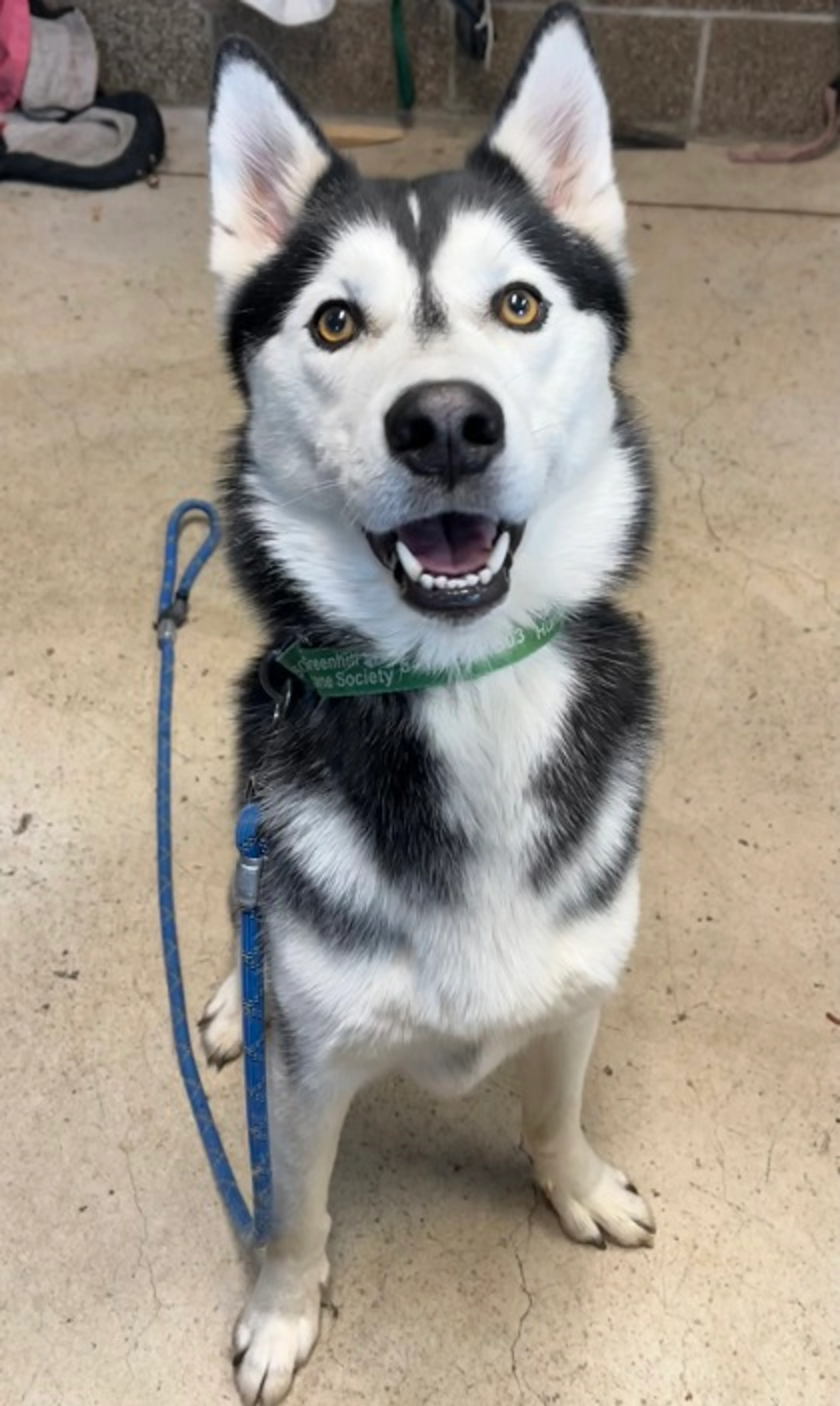 Found pet-2