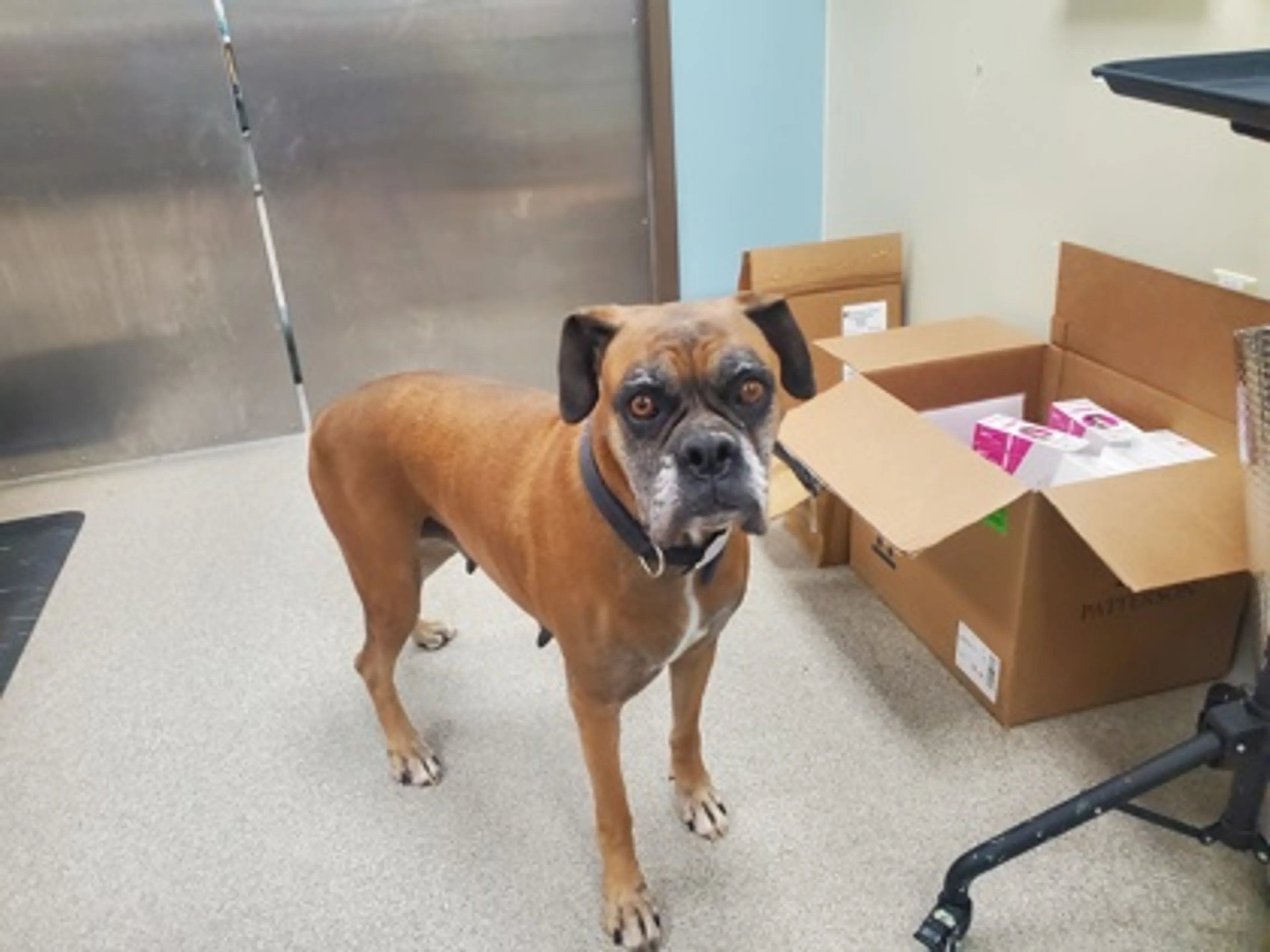 Found pet-2