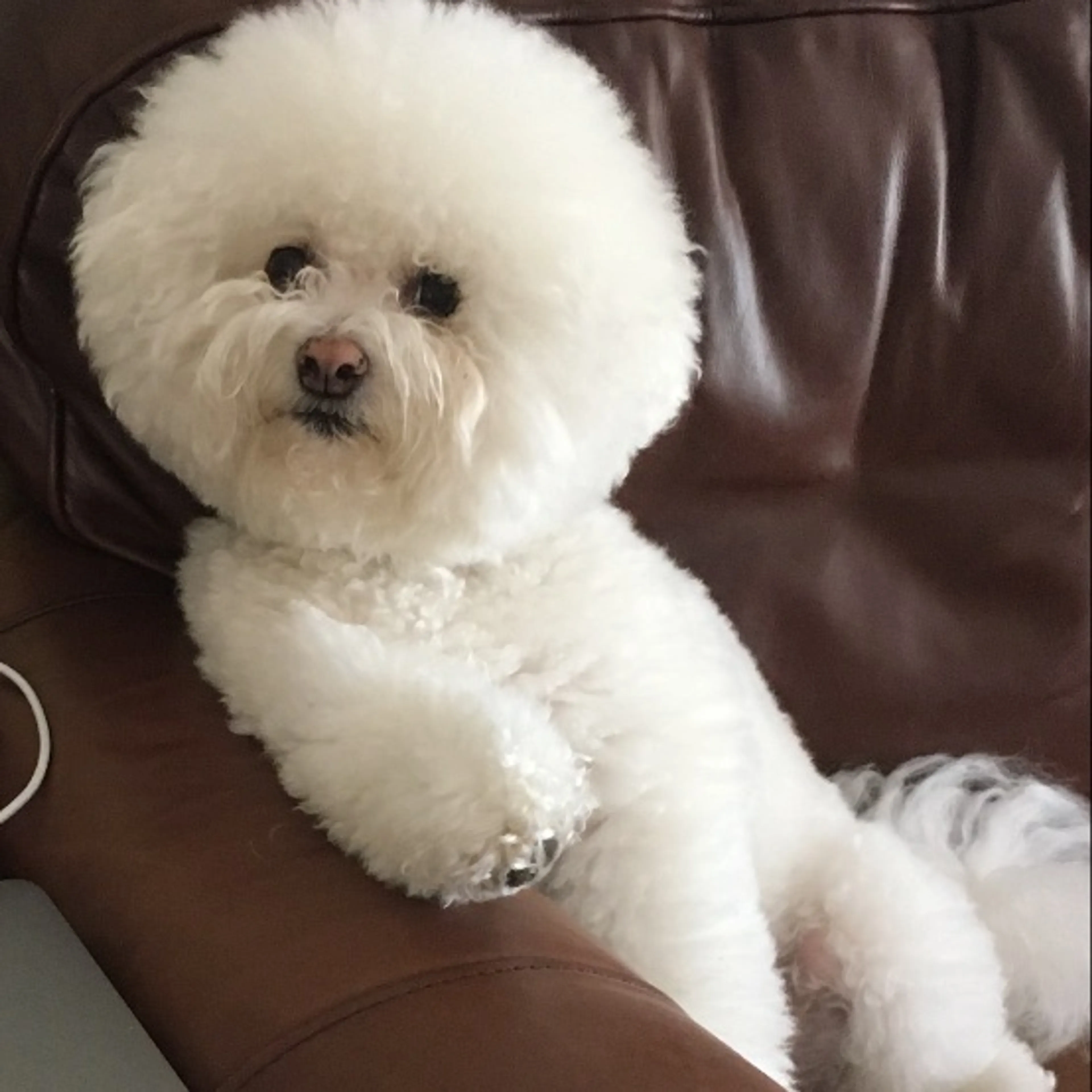 Lost pet