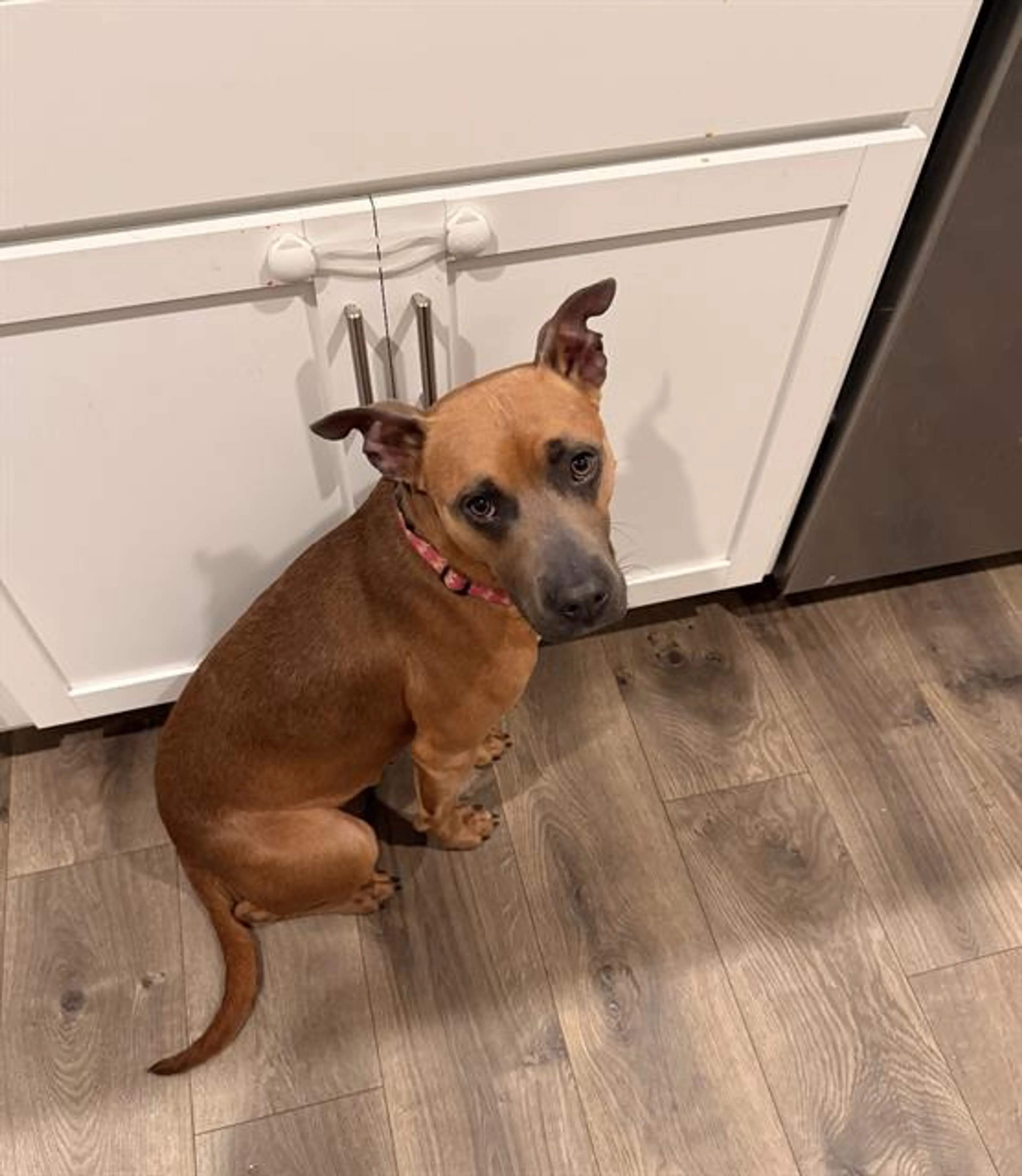 Found pet