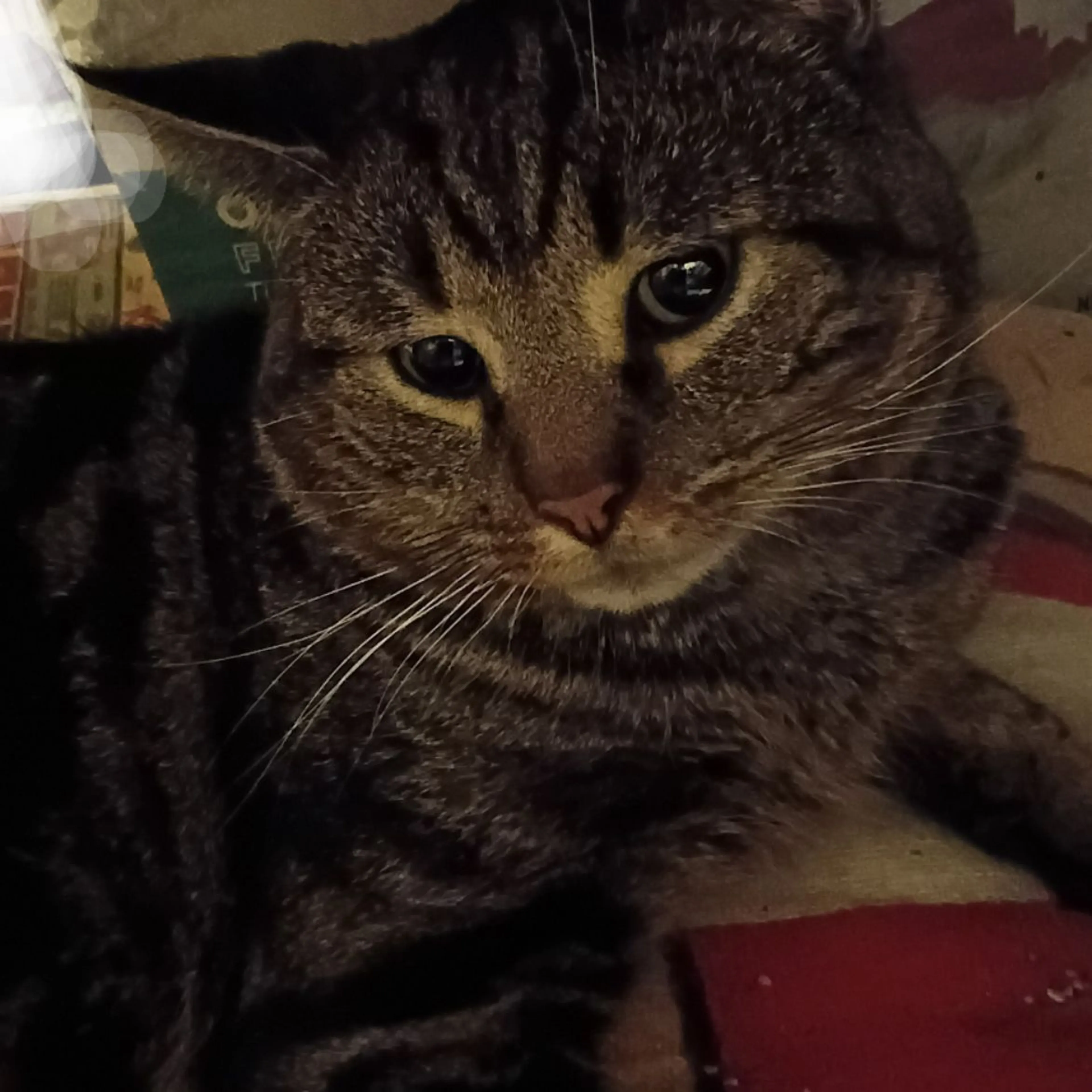 Found pet-0