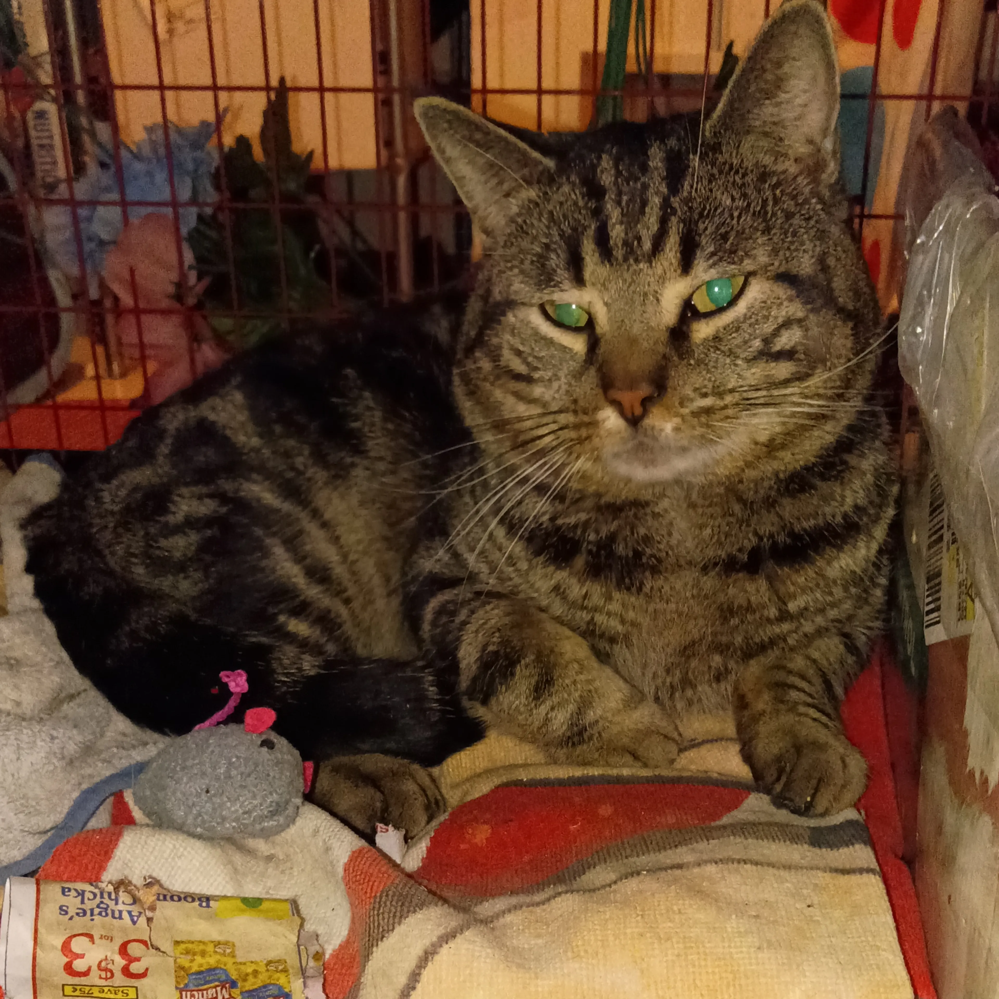 Found pet-2
