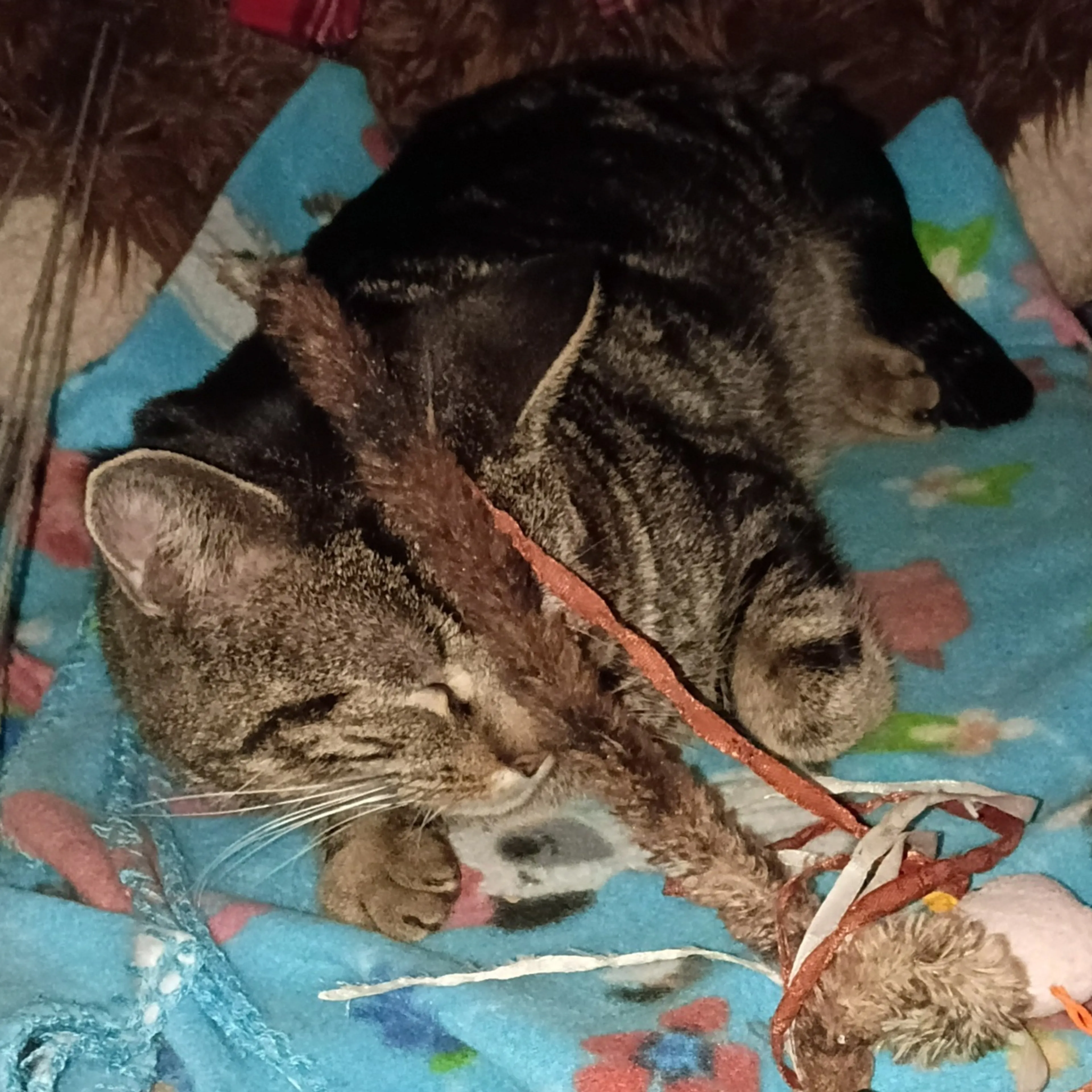 Found pet-1