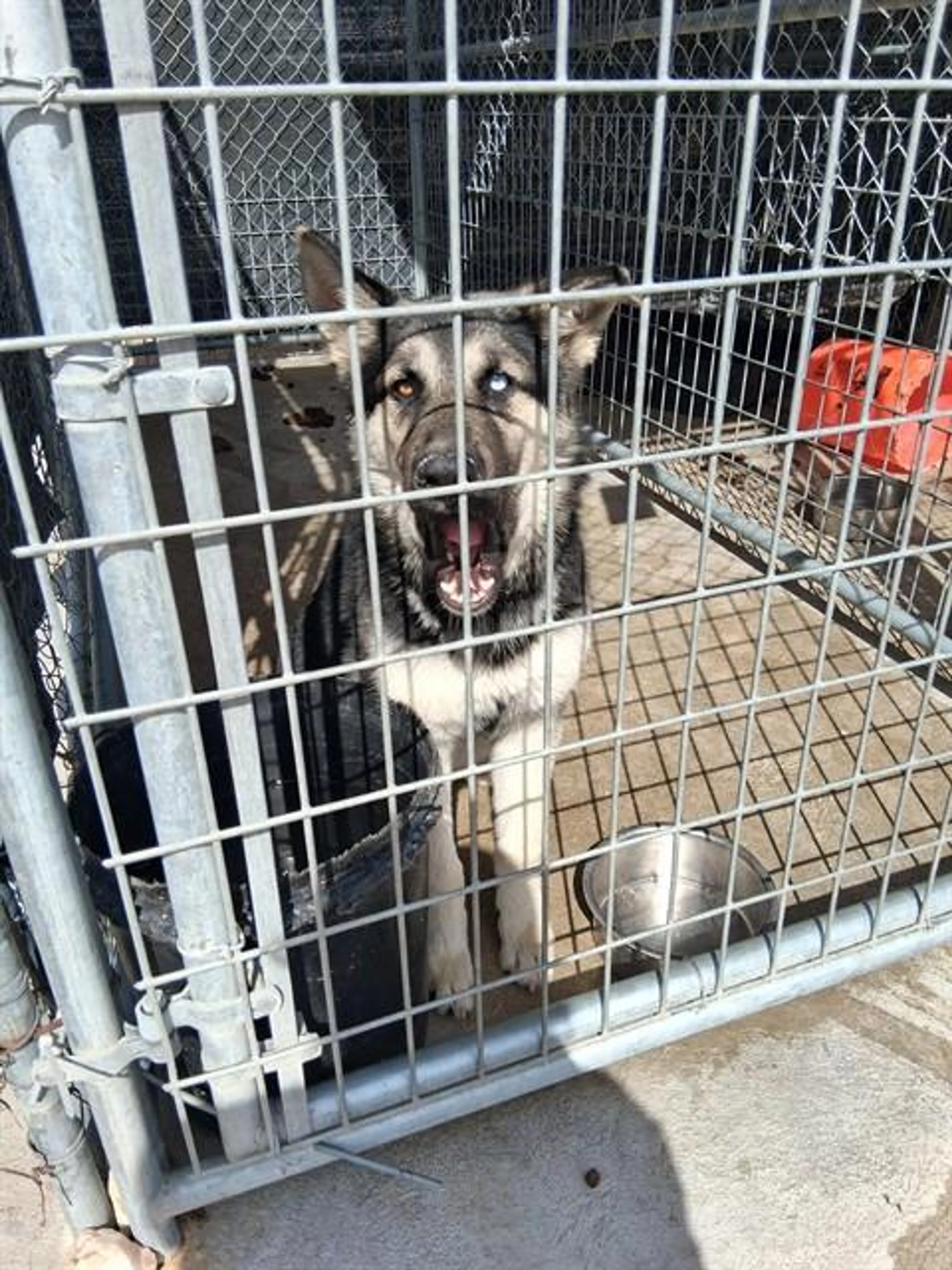 Found pet