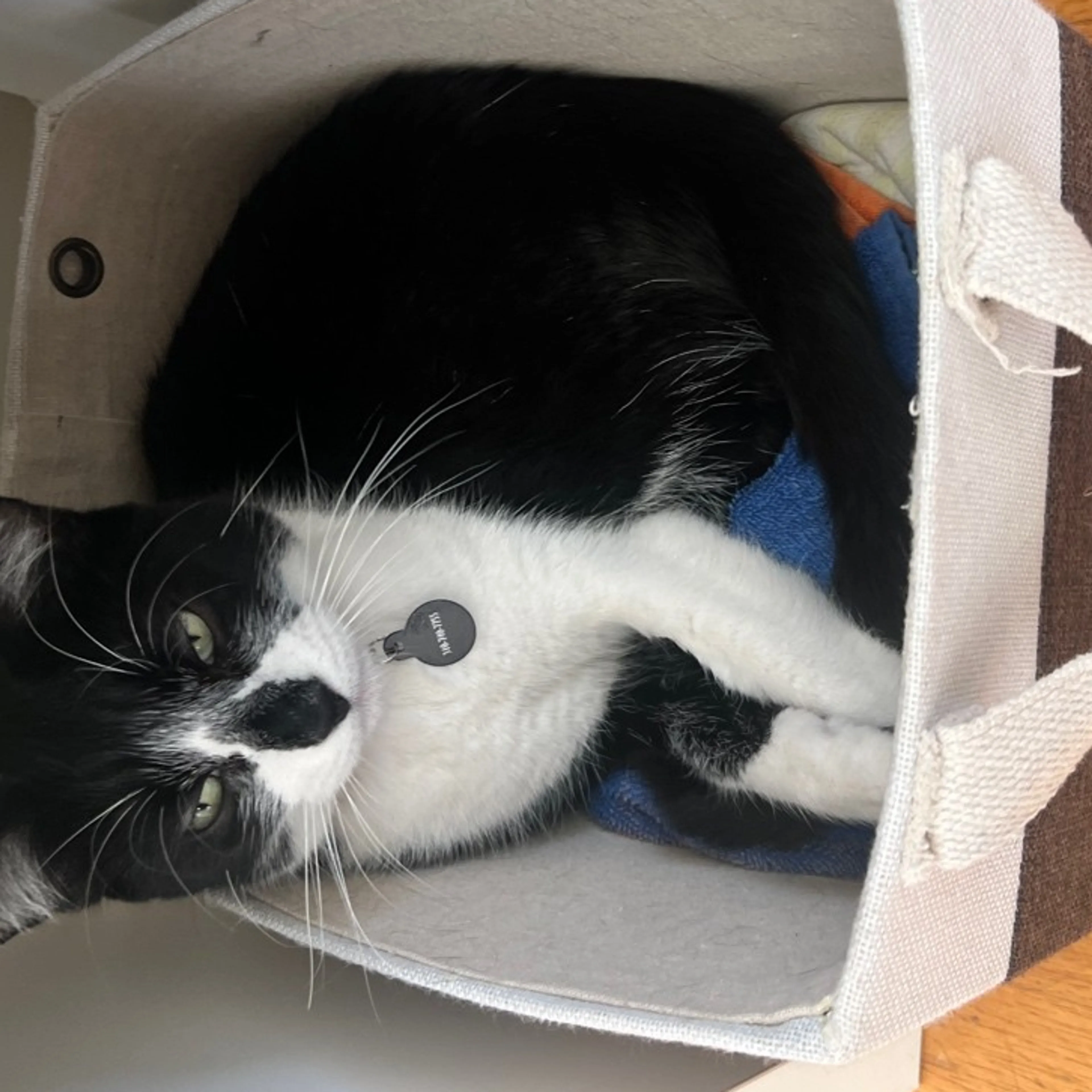 Lost pet-3