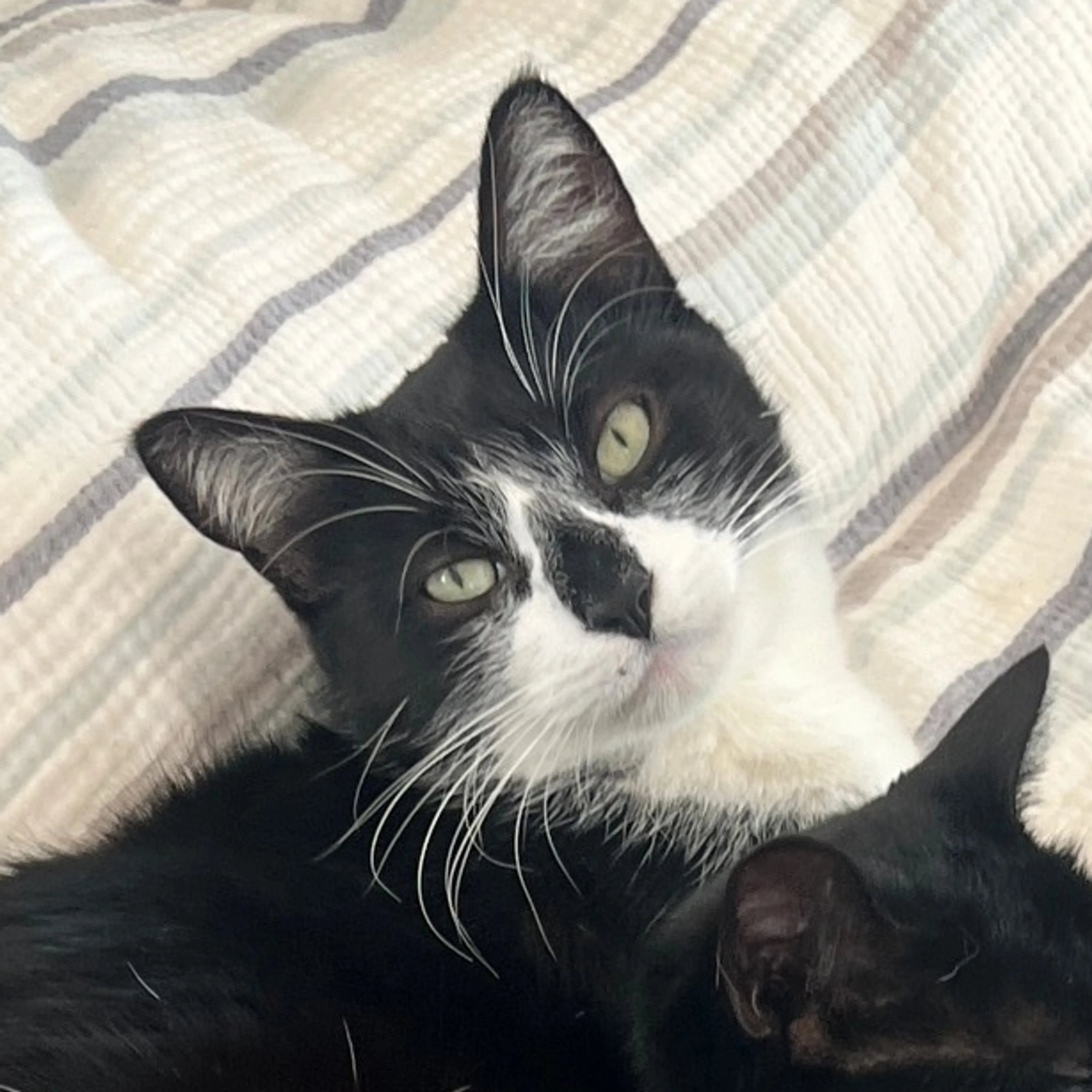 Lost pet-2