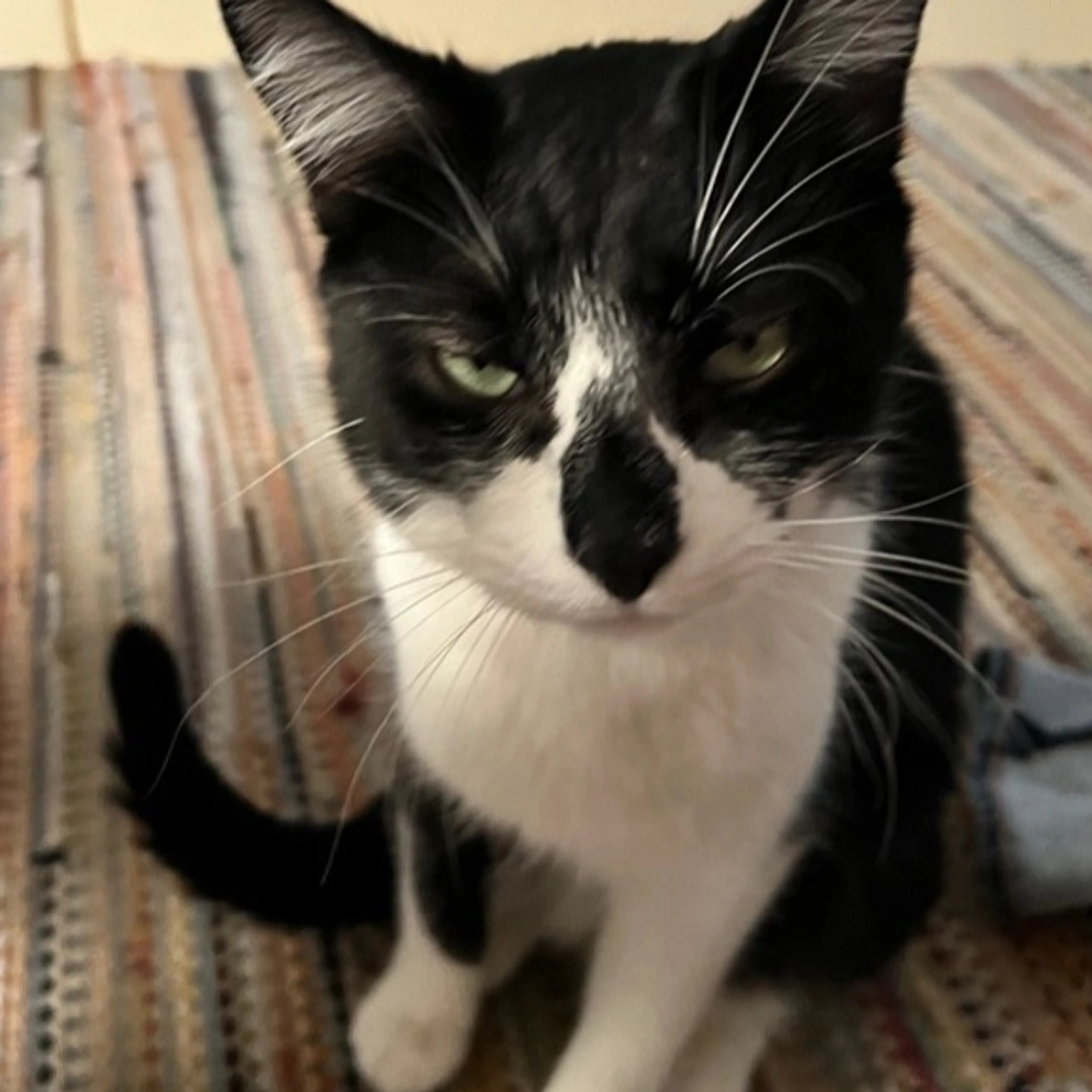 Lost pet-1