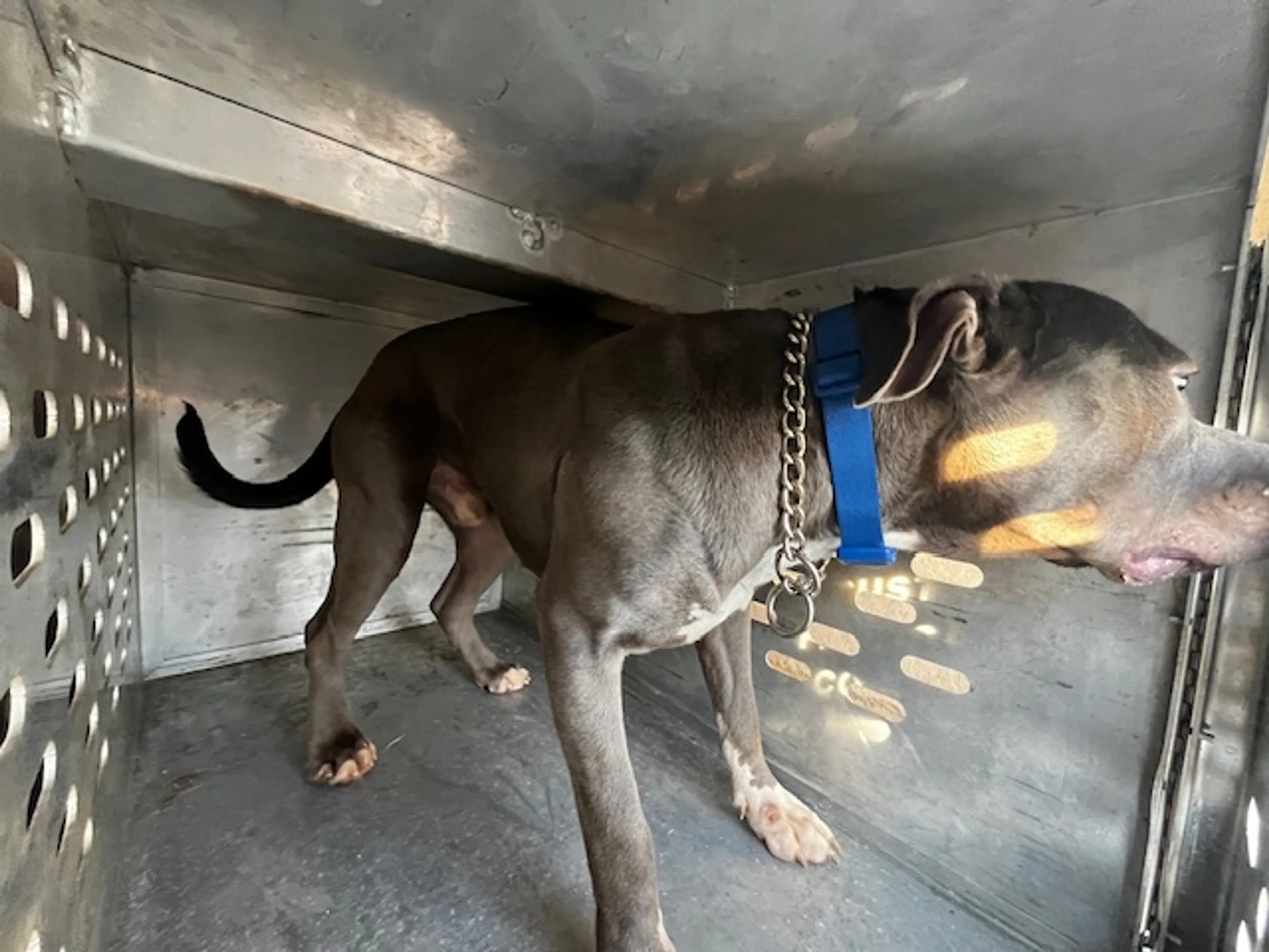 Found pet