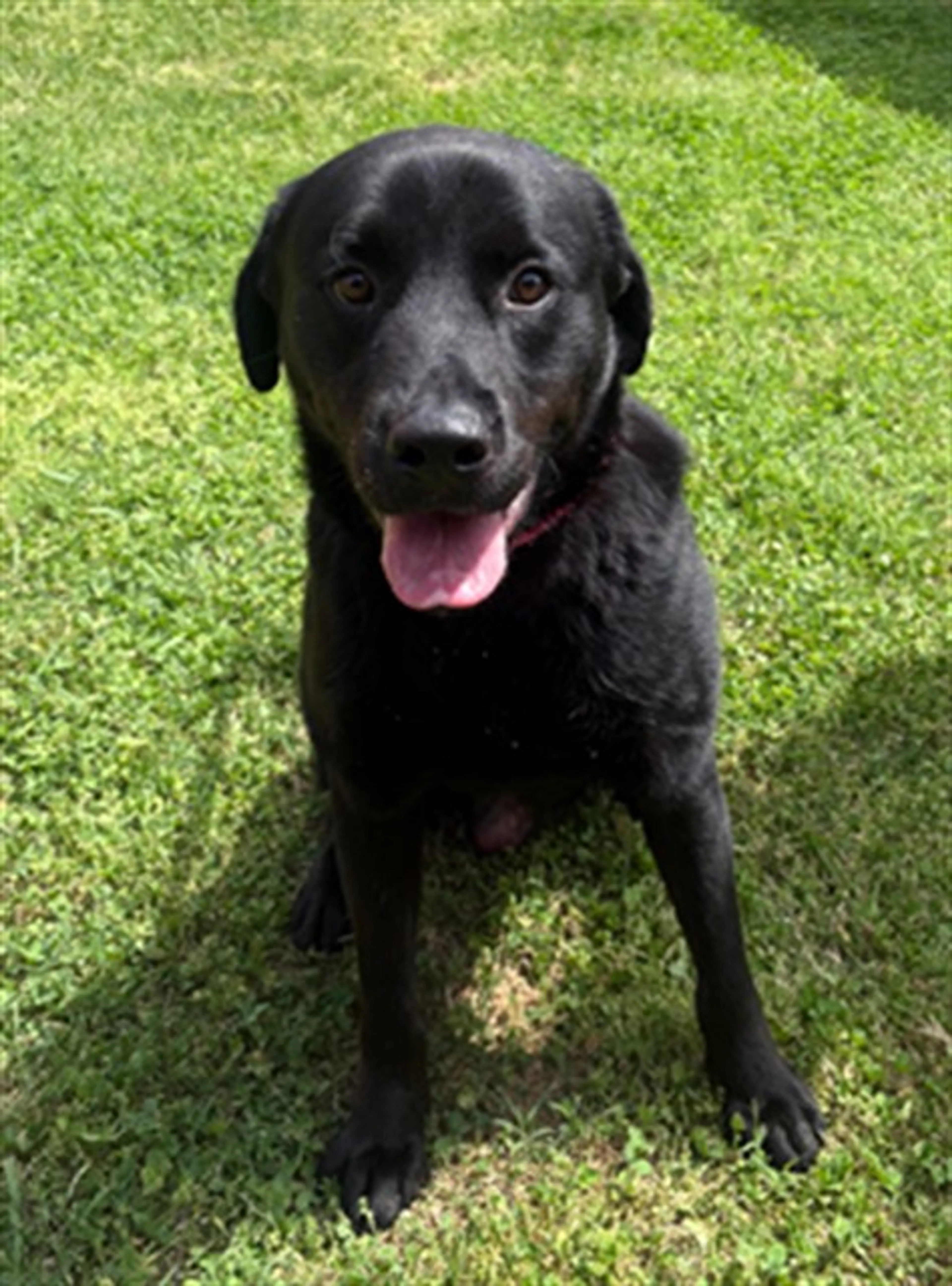 Found pet