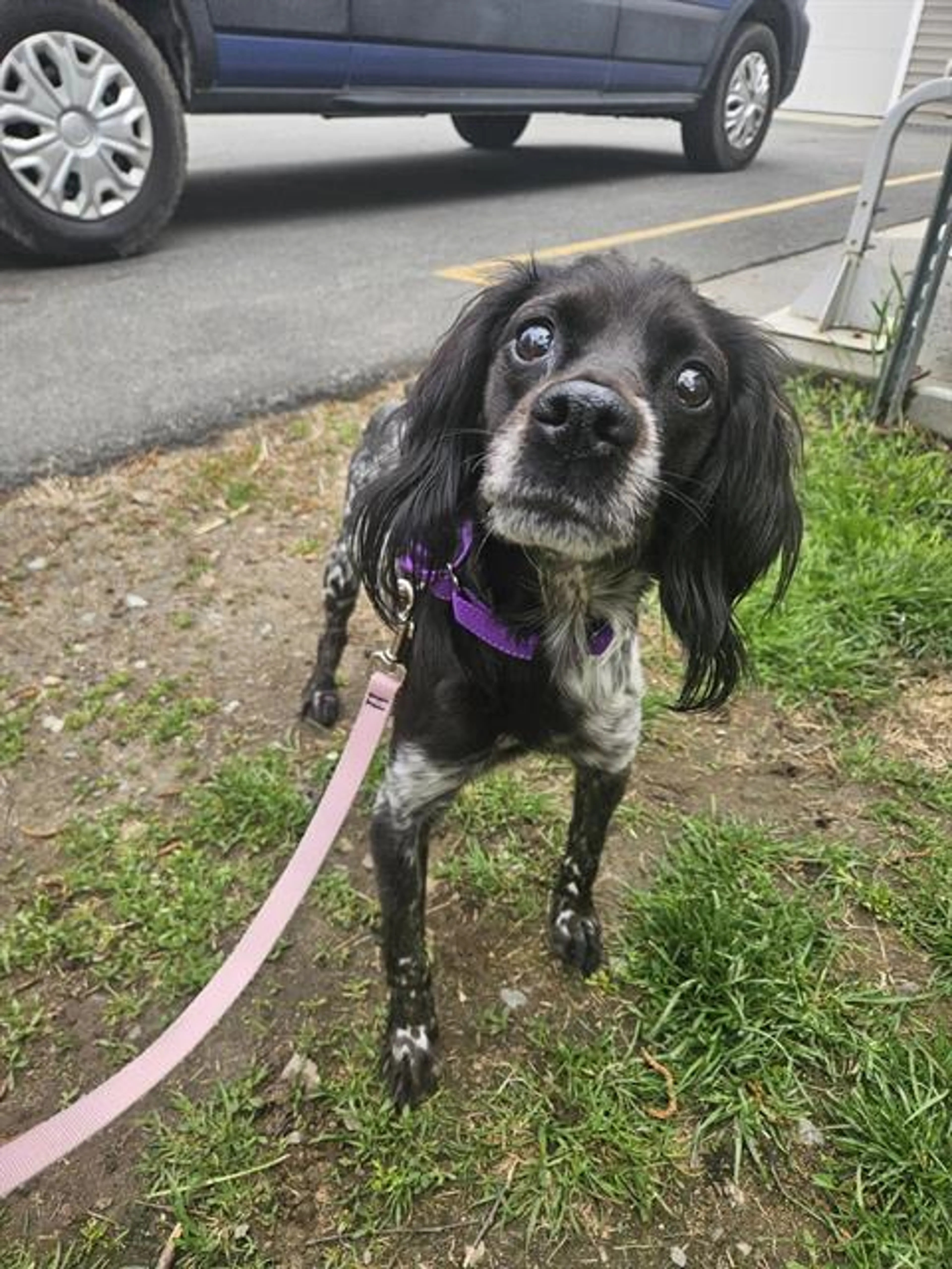 Found pet