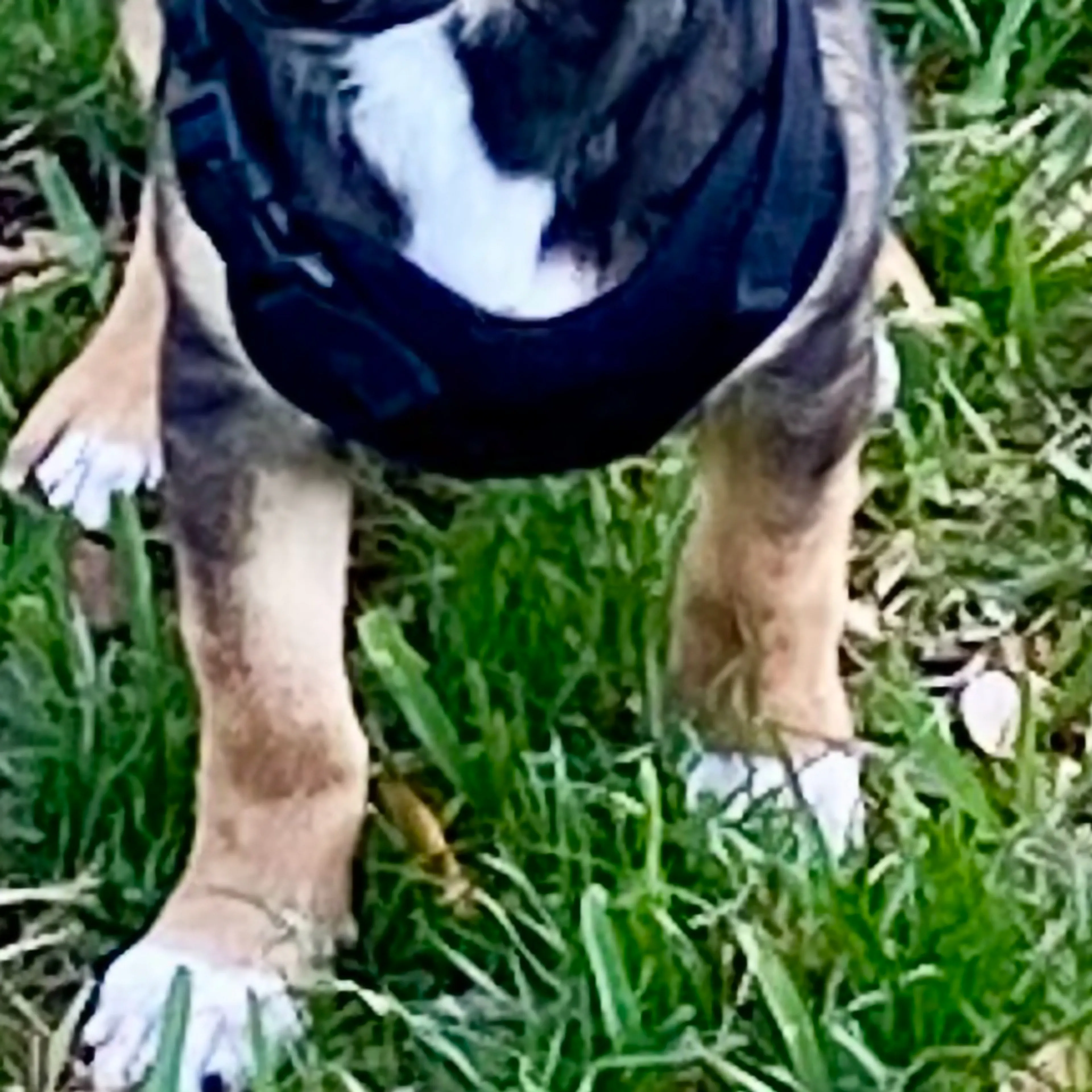 Lost pet-1