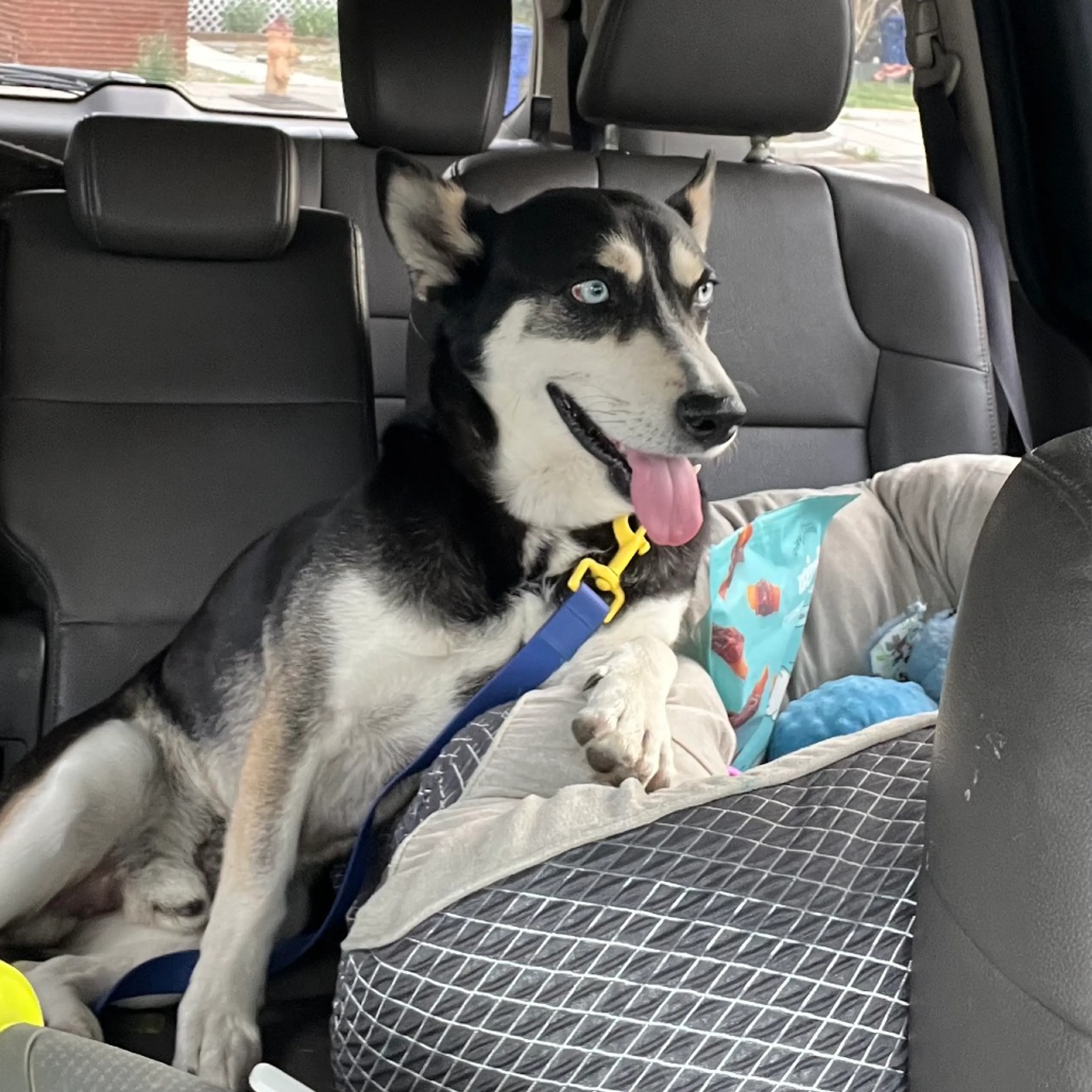 Found pet-8