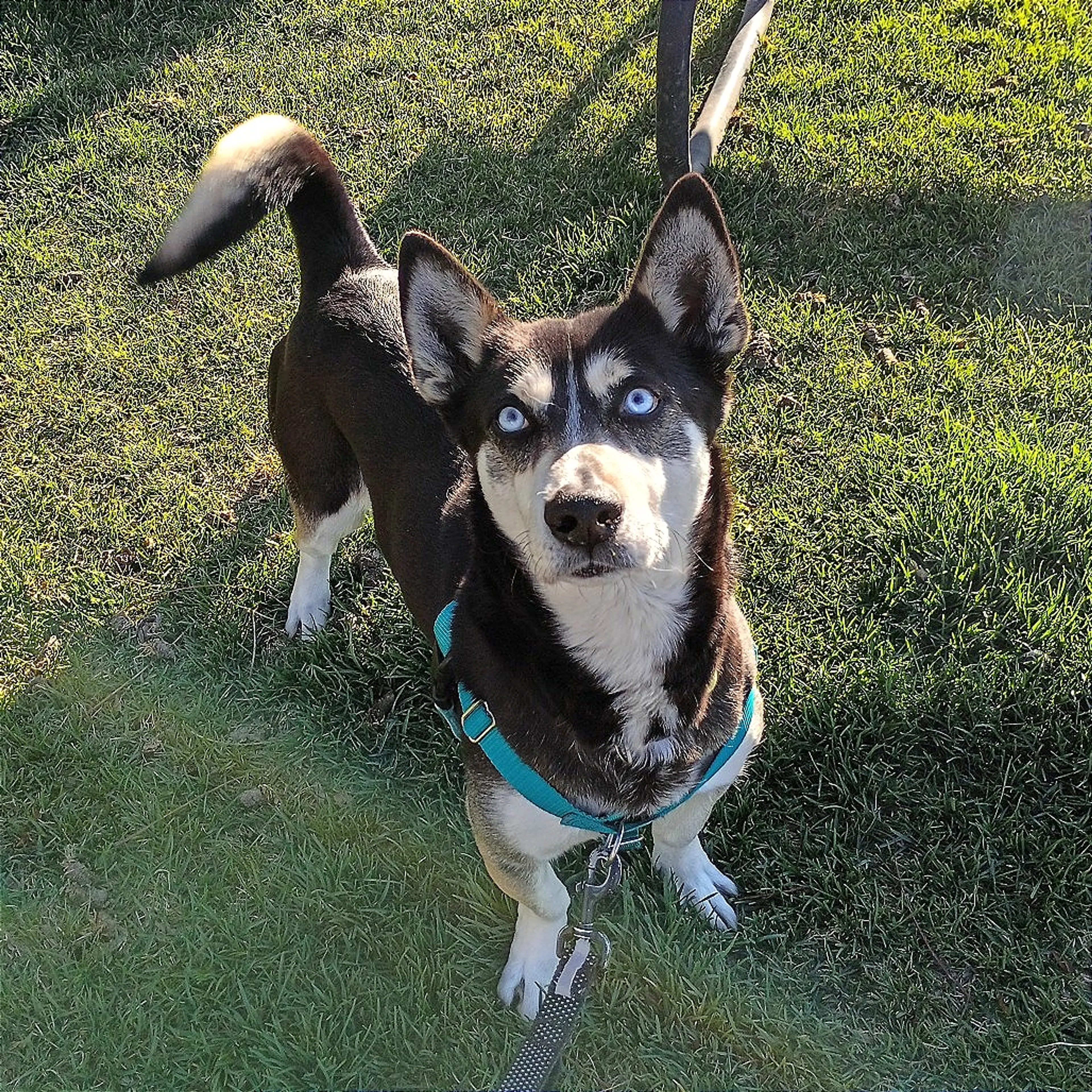 Found pet-3