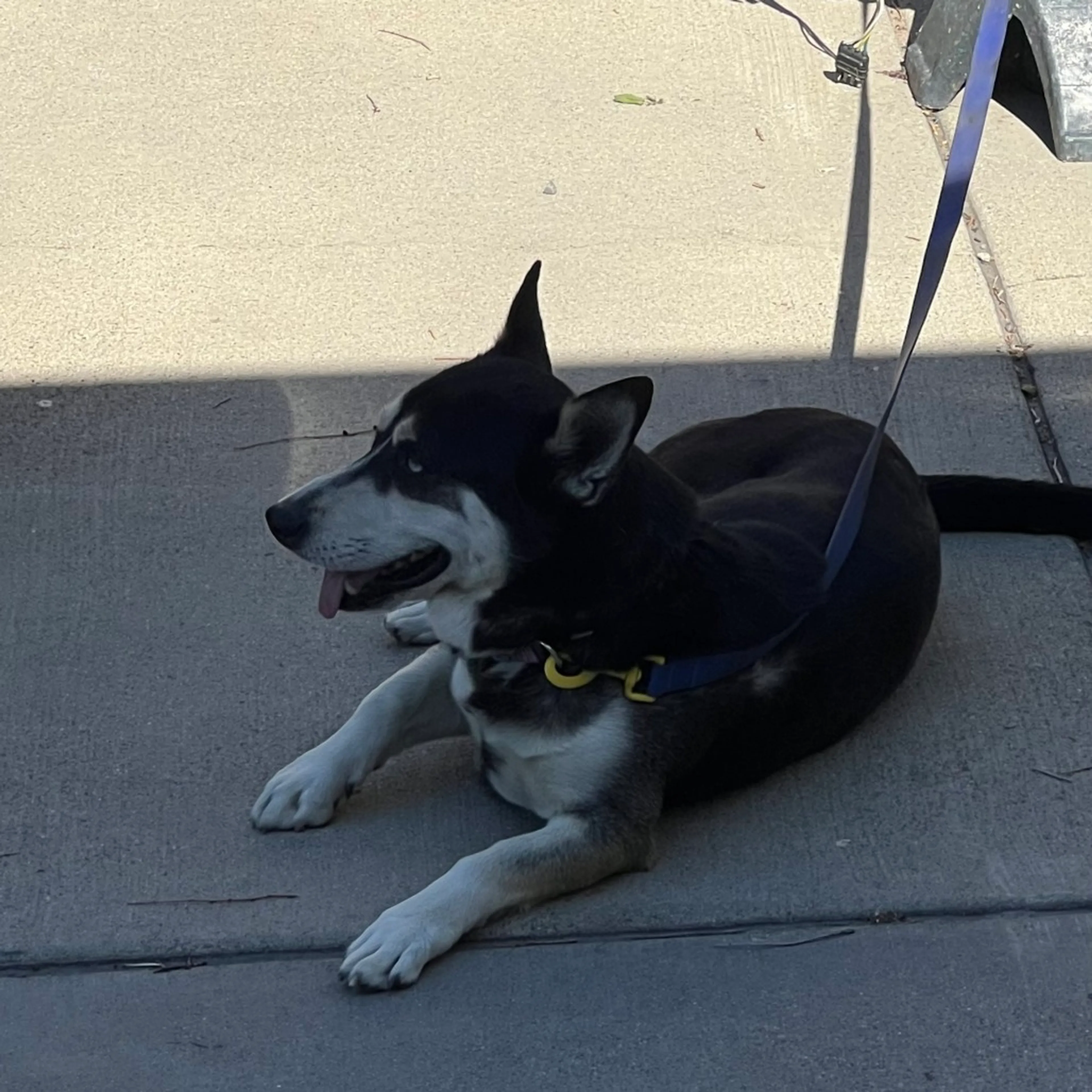 Found pet-5