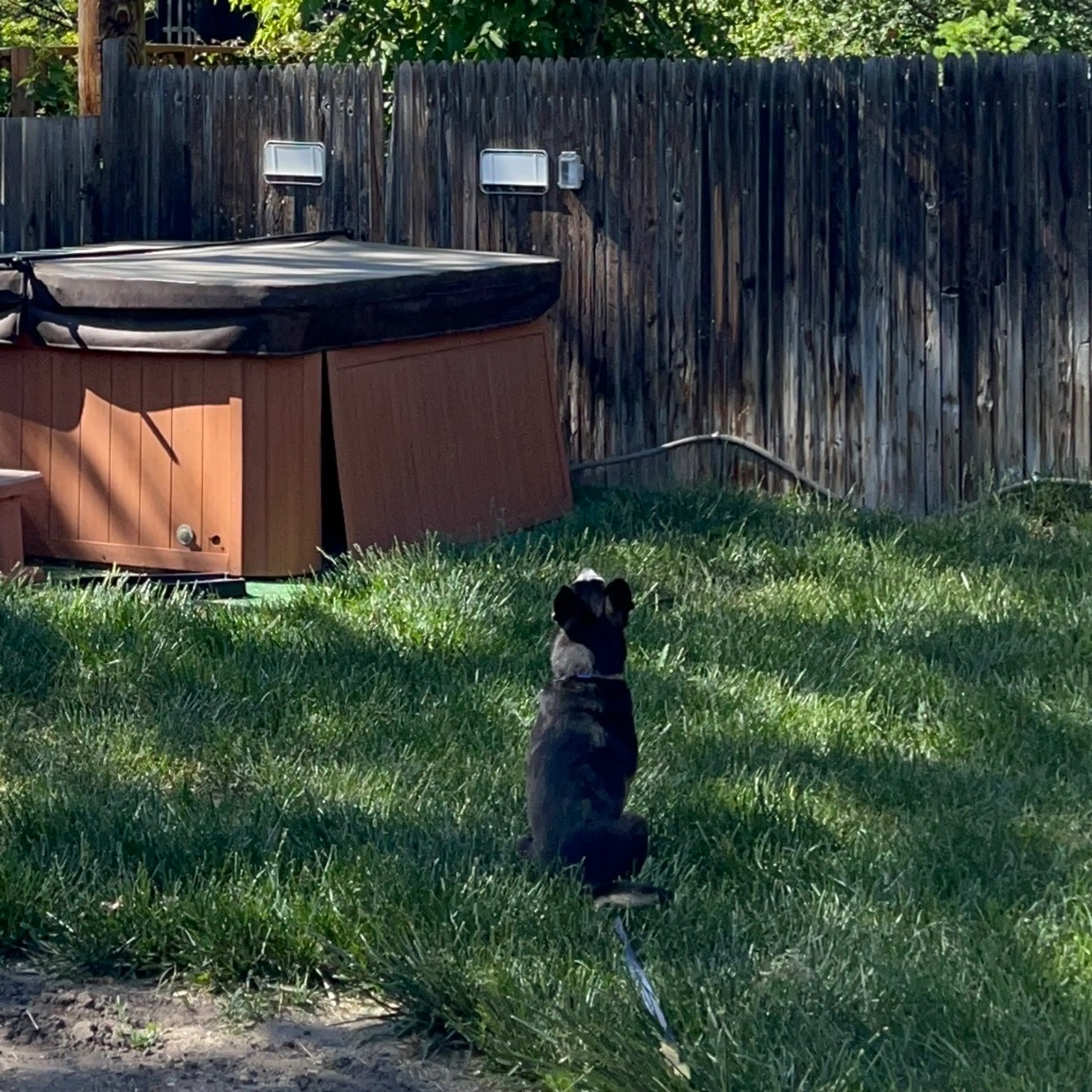 Found pet-9