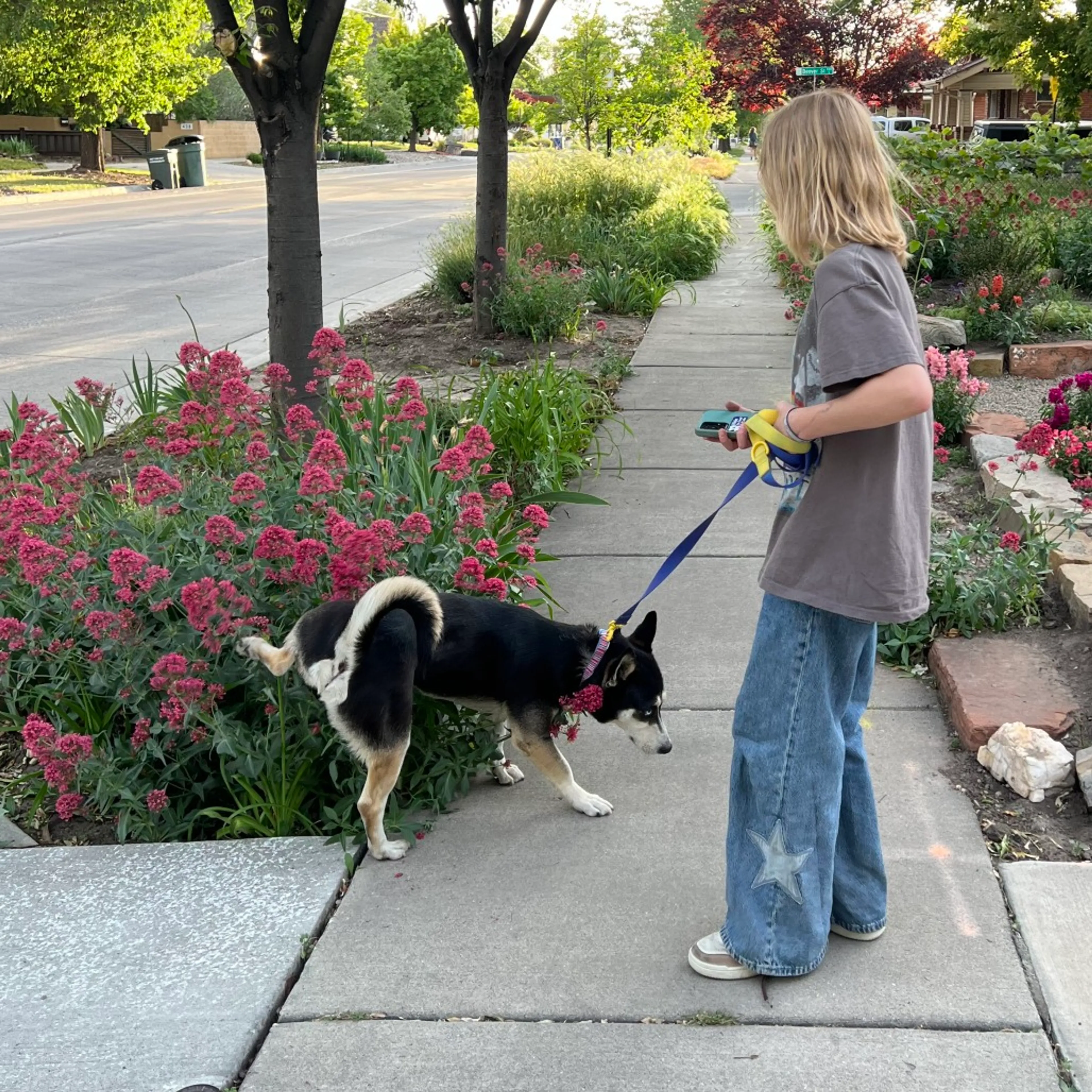 Found pet-7
