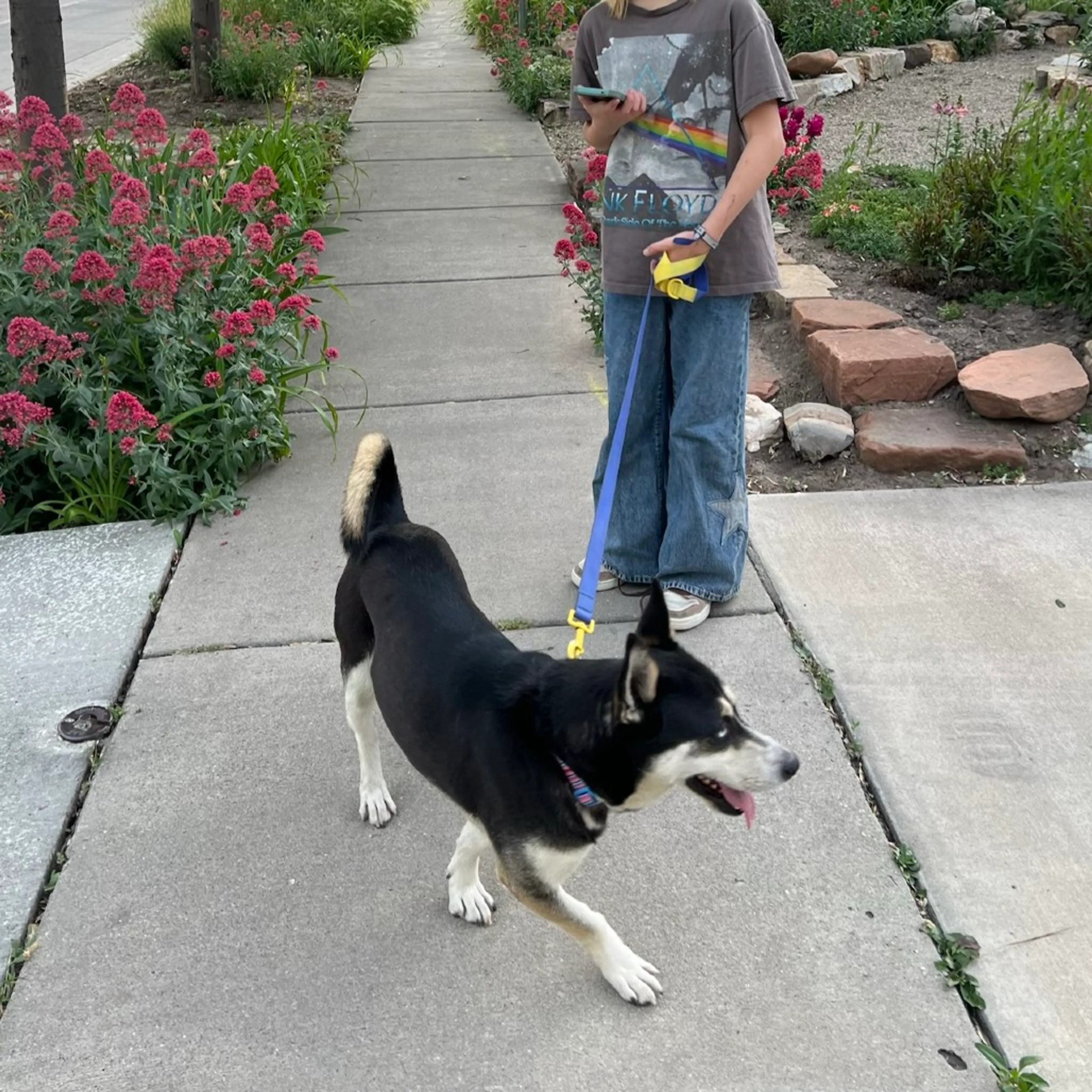 Found pet-6