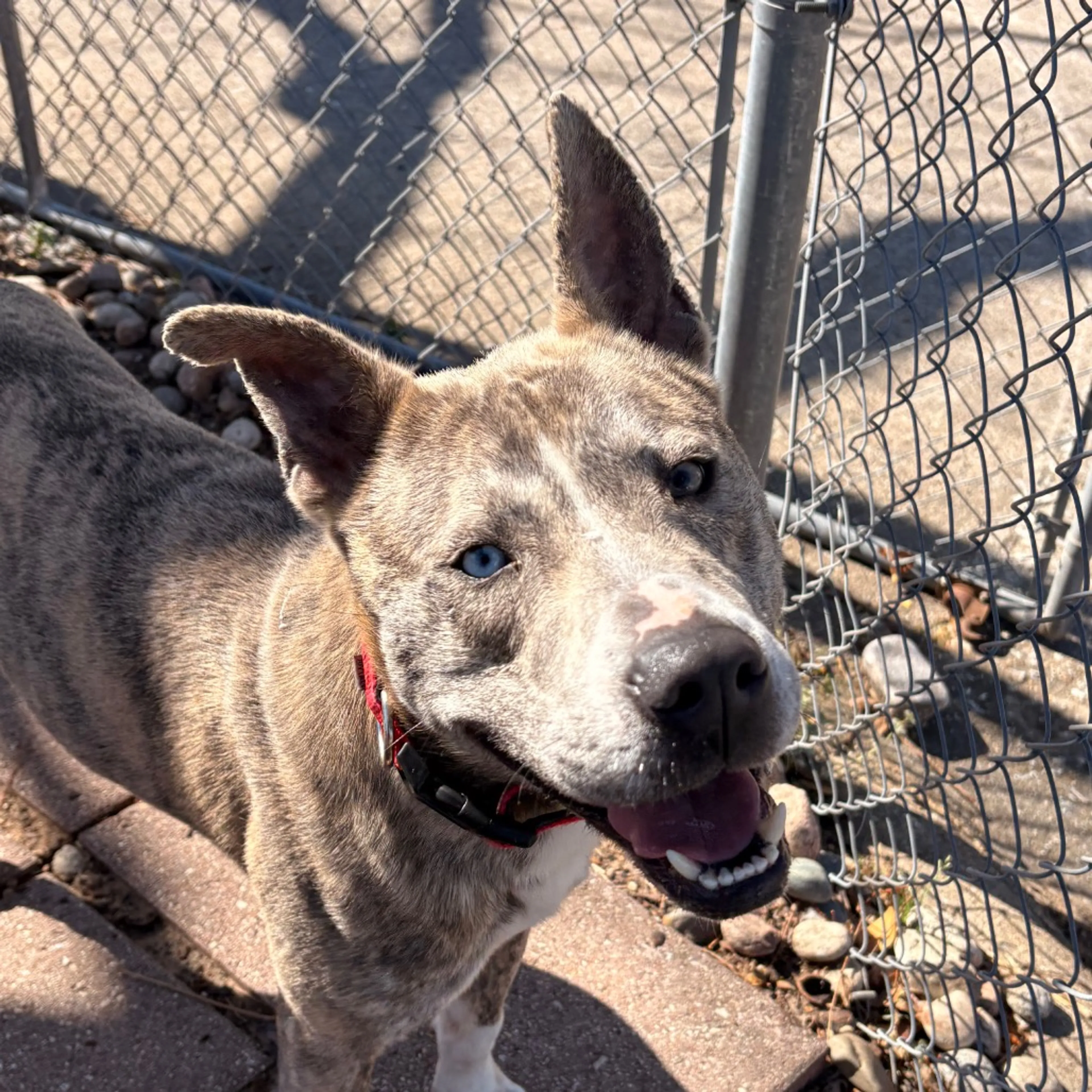 Found pet-2